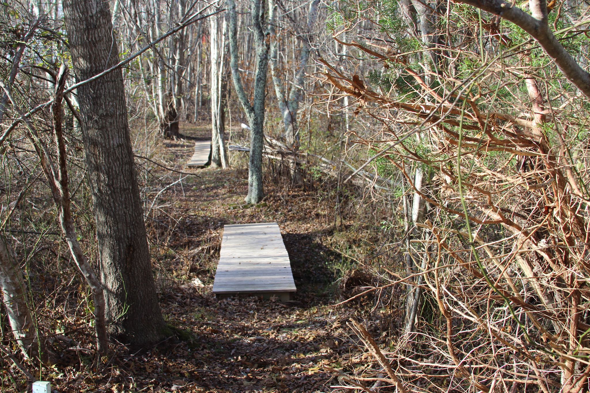 boardwalks  on Woodlands Loop