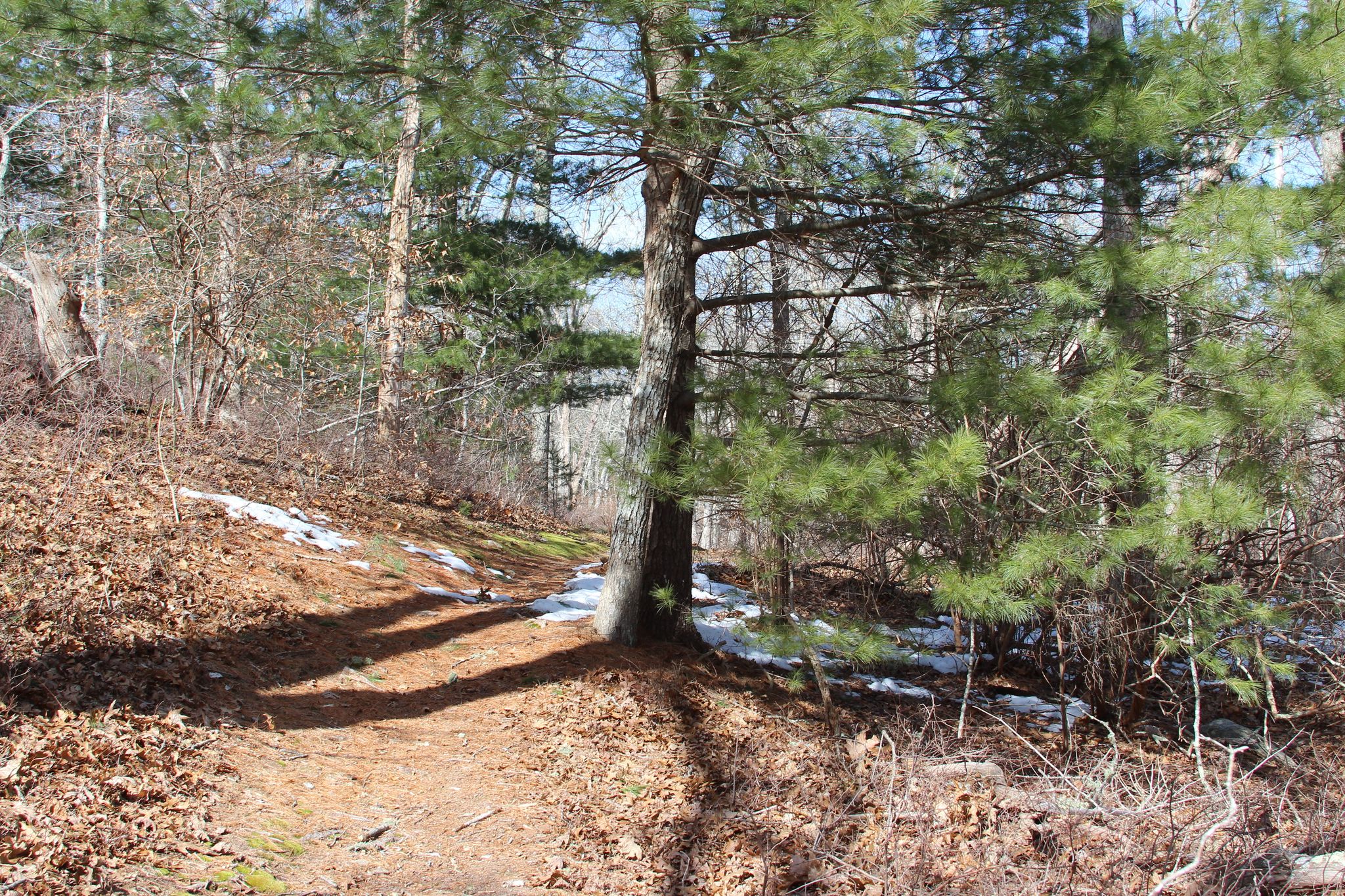 trail through pines