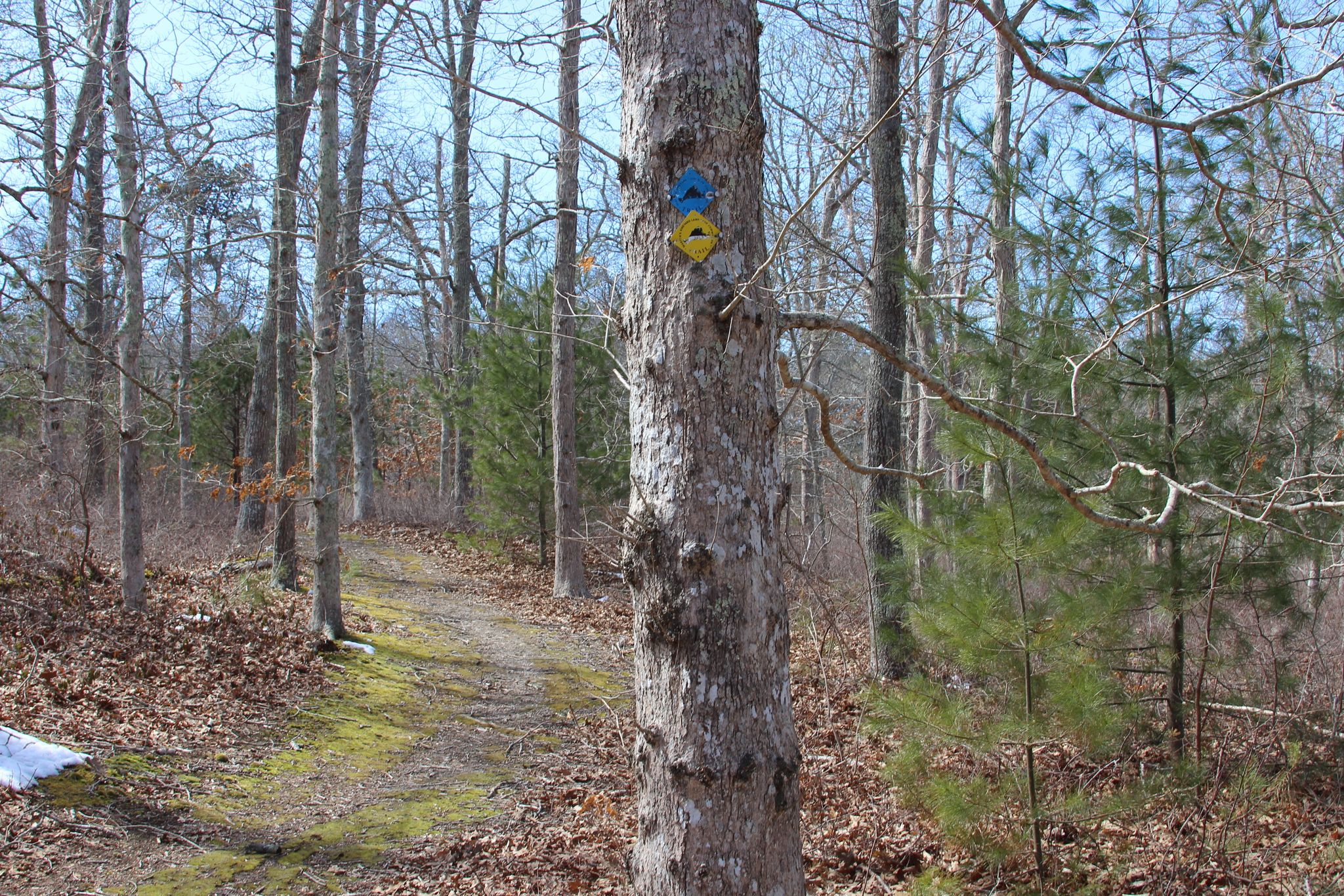 moss and dirt trail