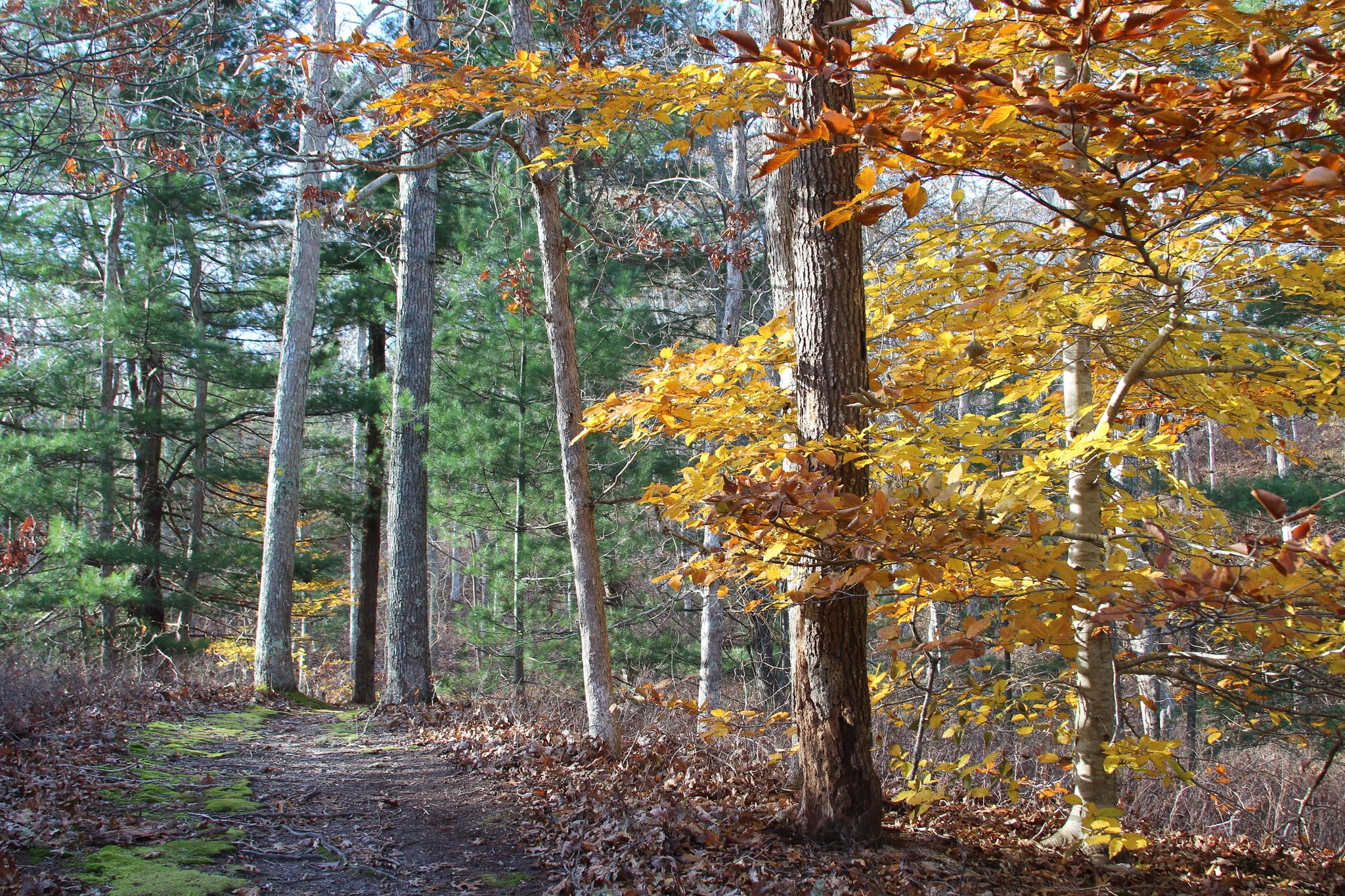 autumn view