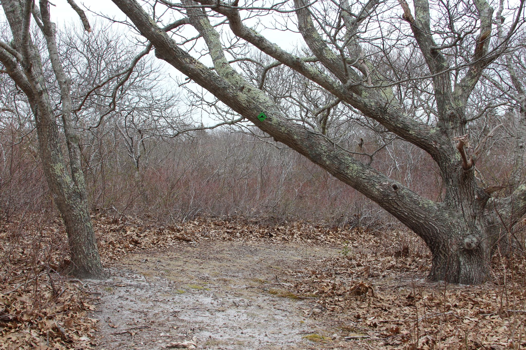 woods part of loop trail