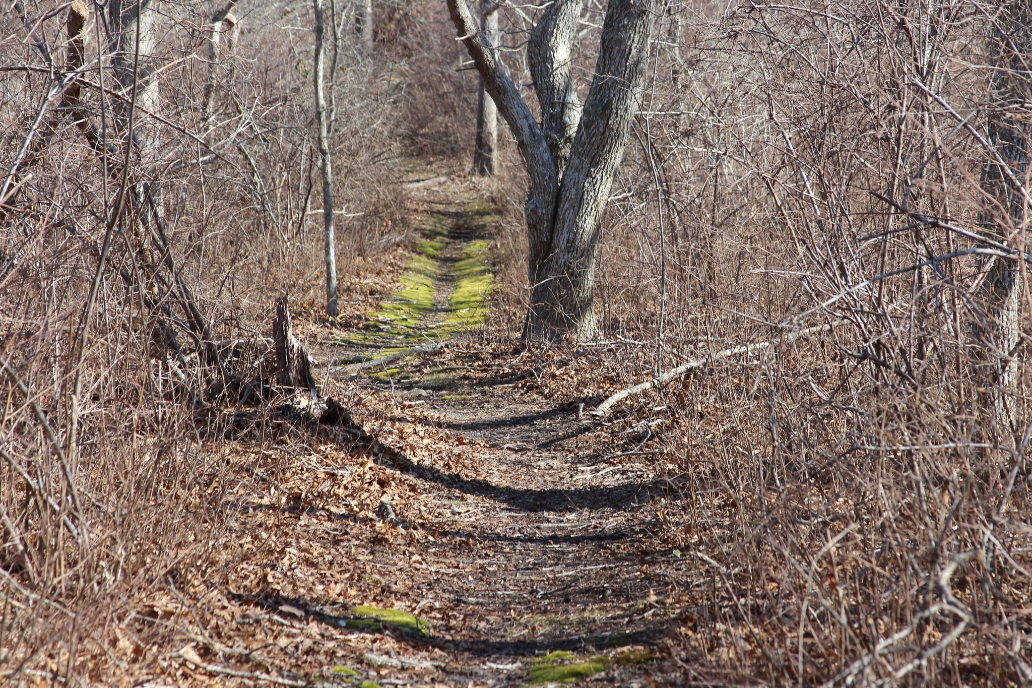 mossy trail