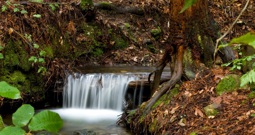 Small waterfall in the redwoods in Sanborn County Park