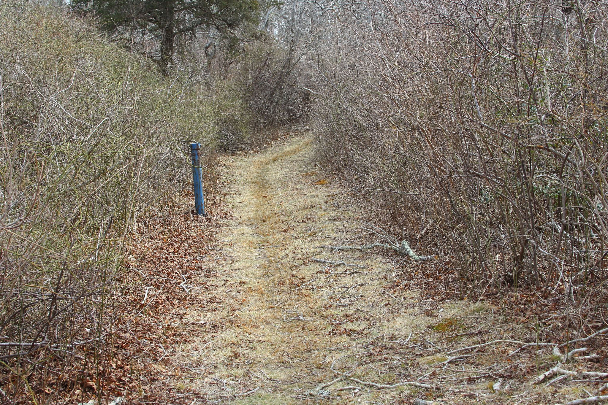 grassy path