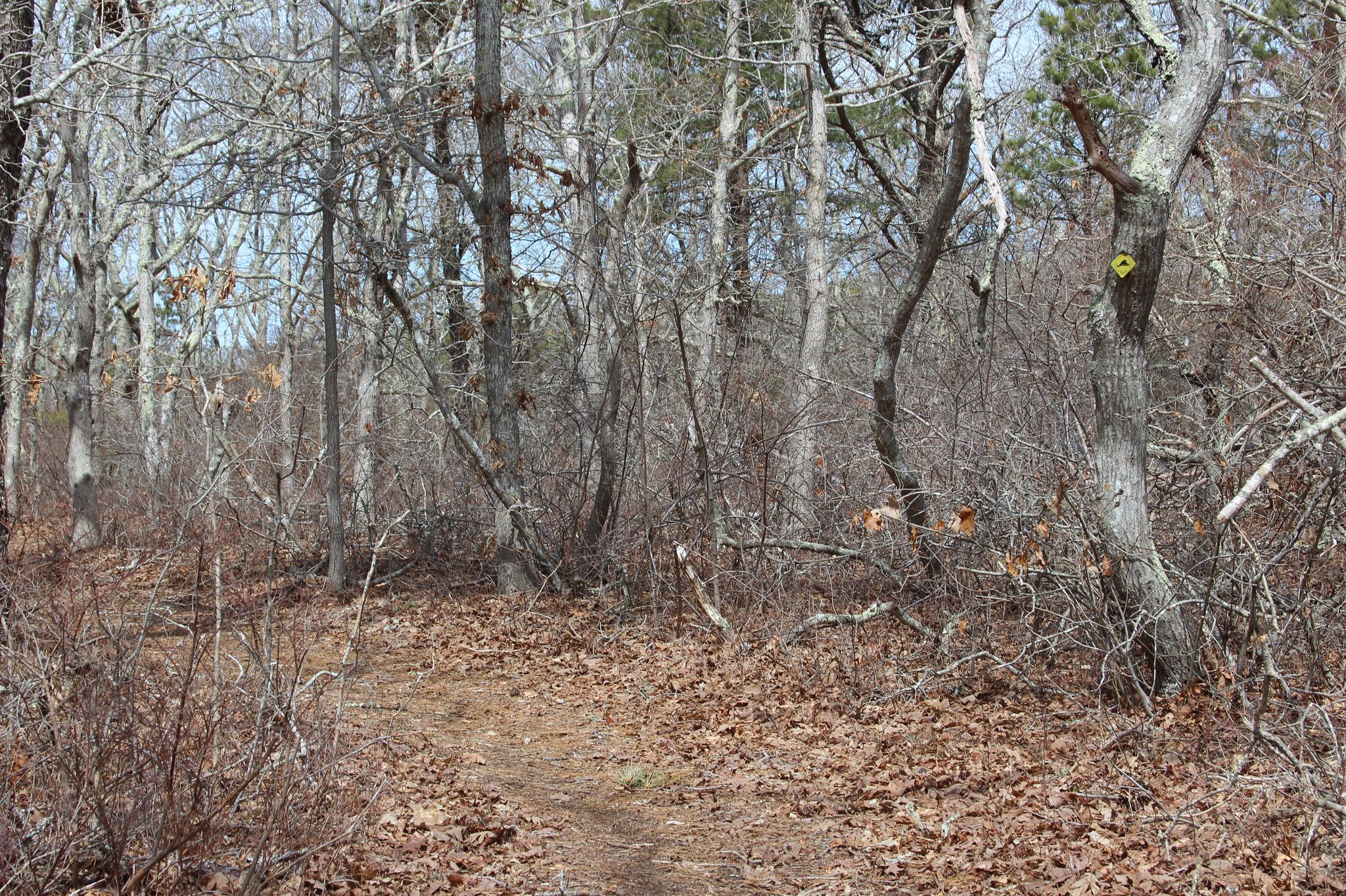 winding through woods