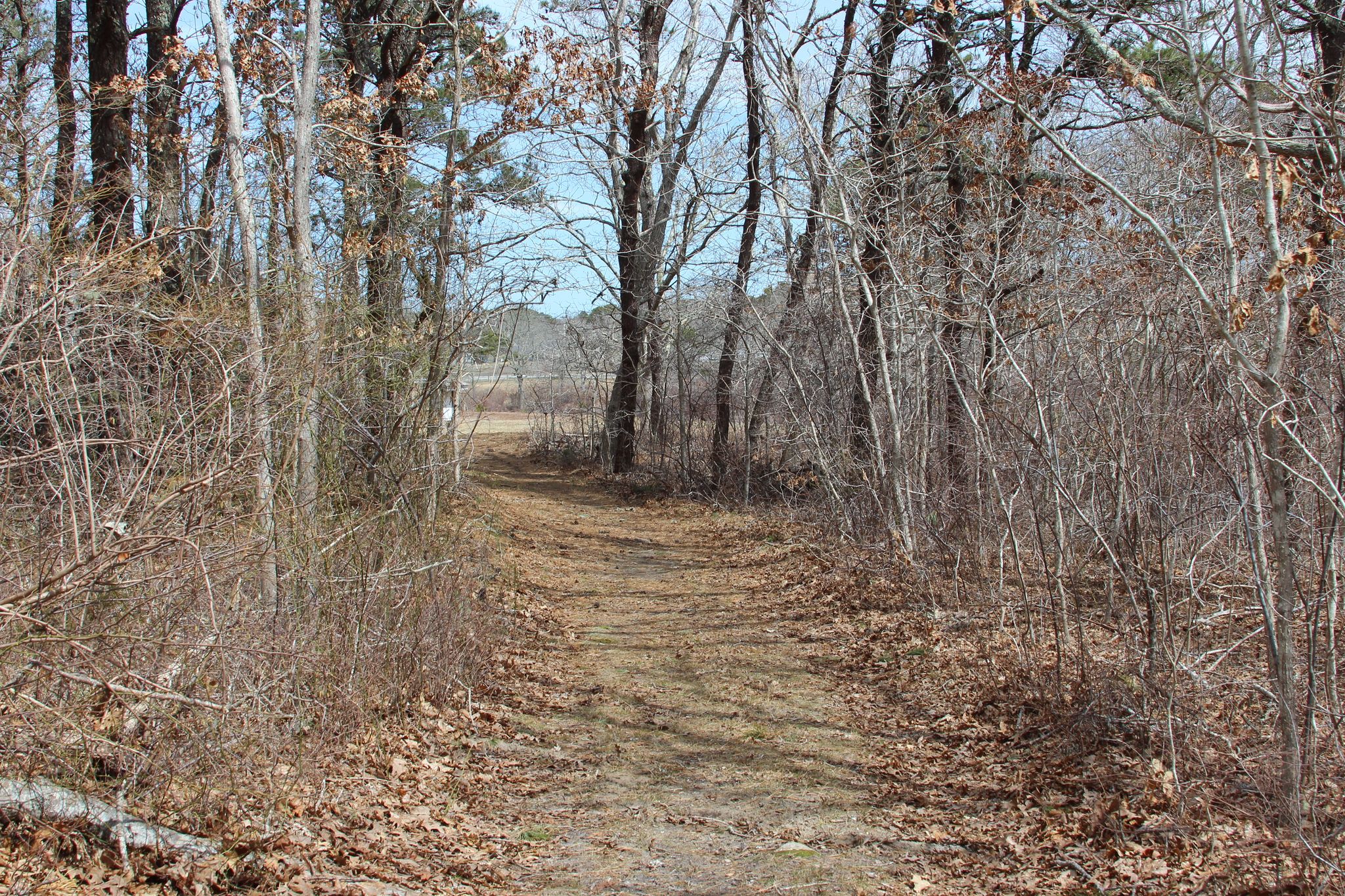 grassy path