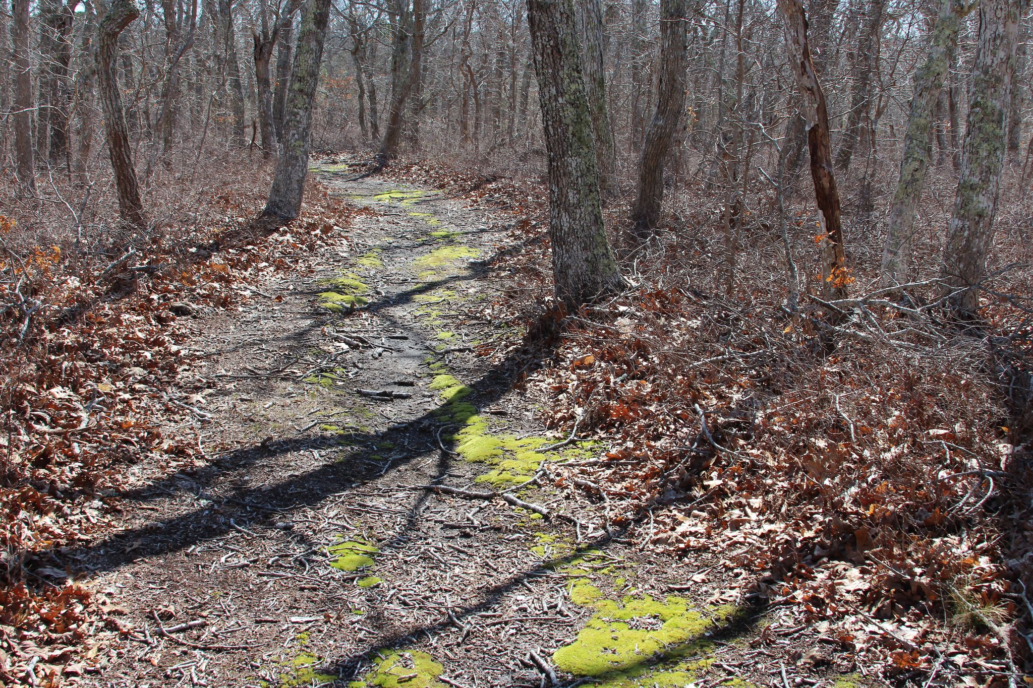 mossy trail