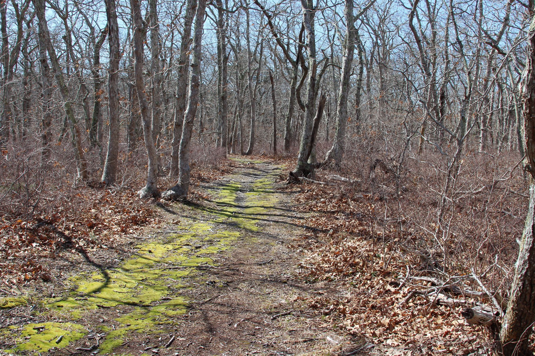 mossy trail