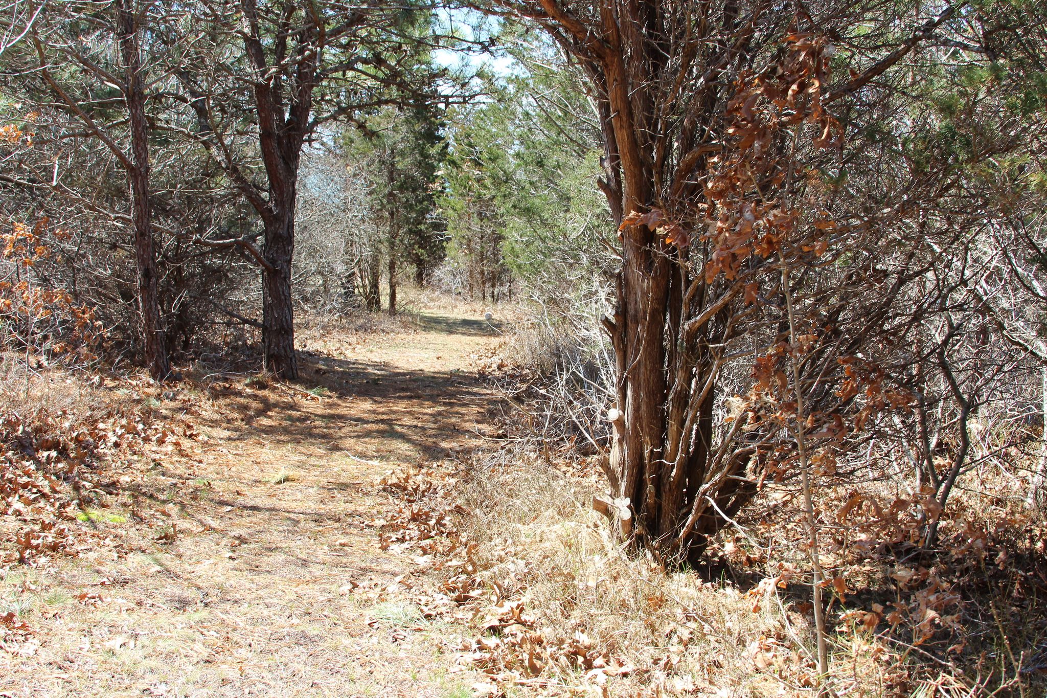 through woods