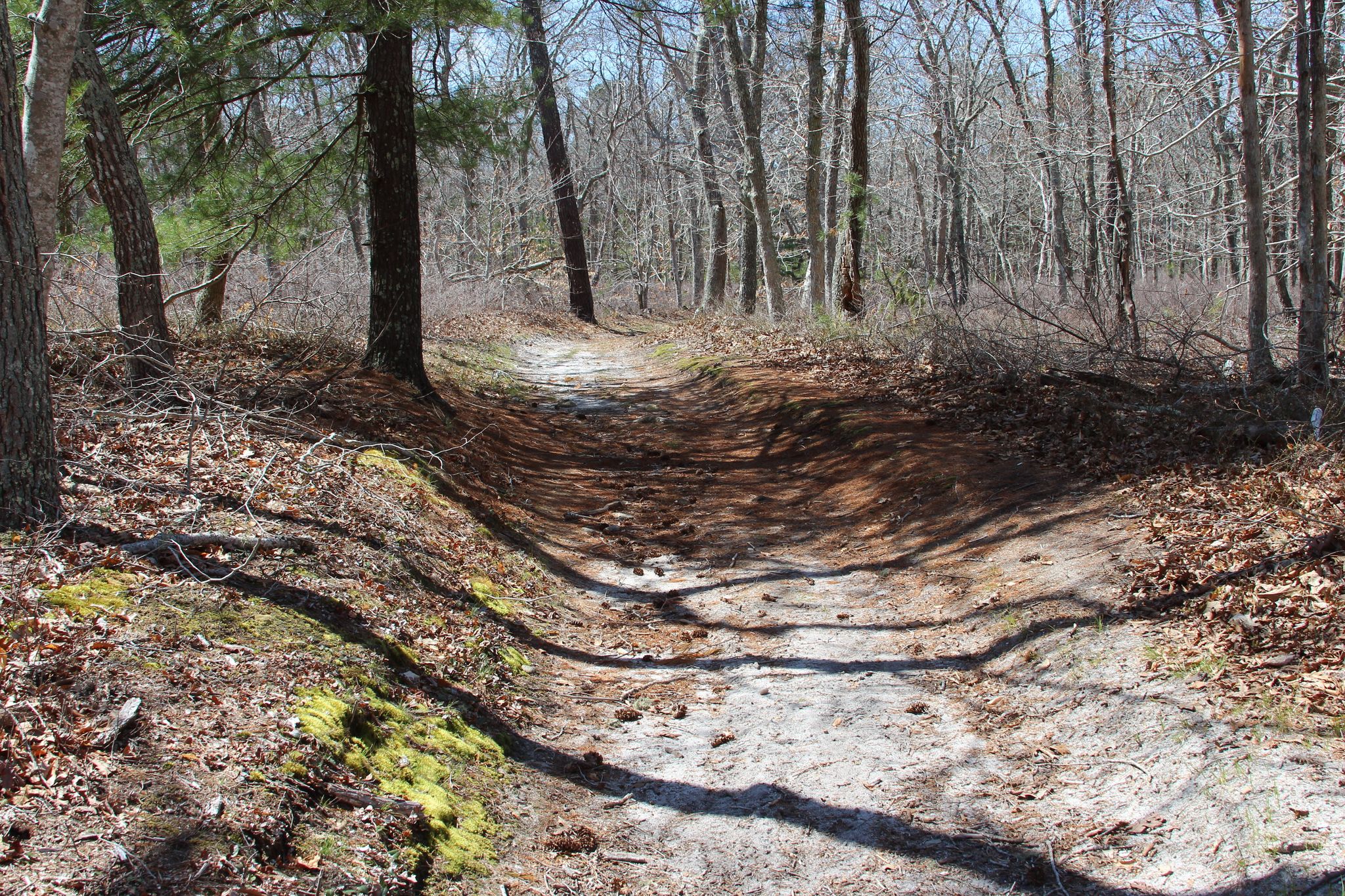 pine-needled path in places