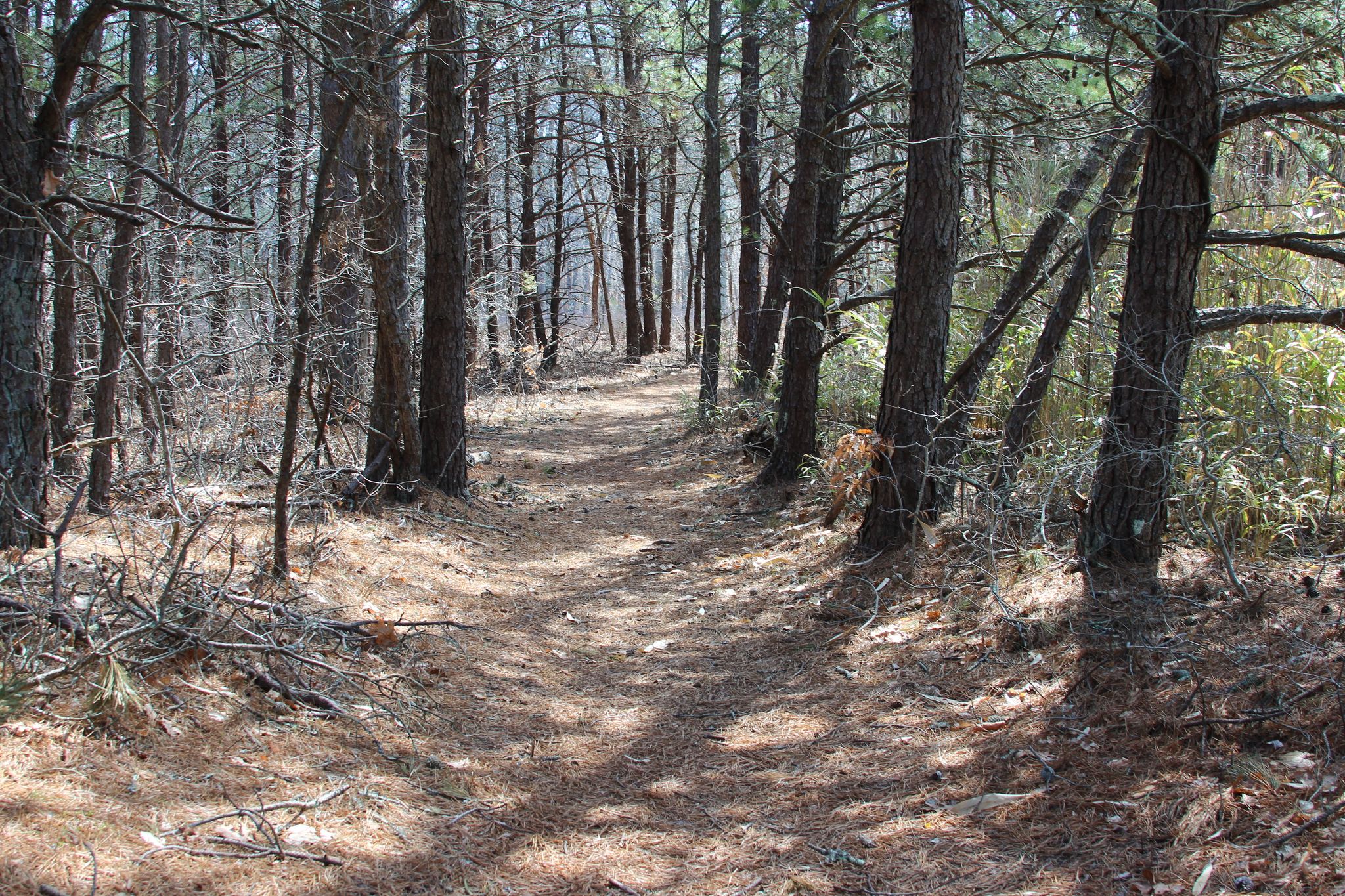 pine-needled path