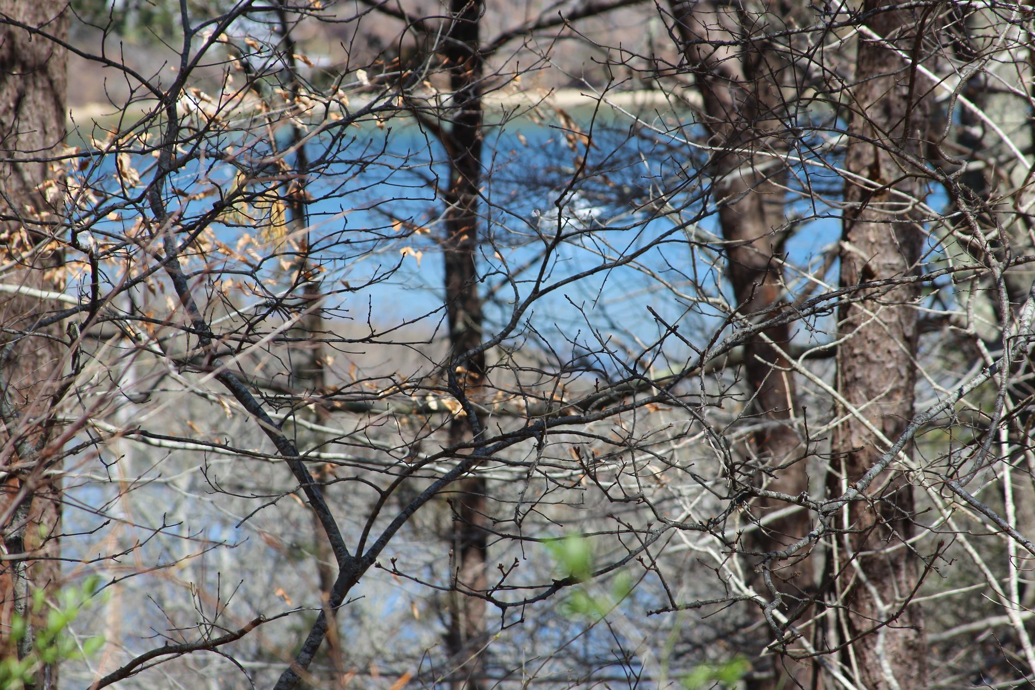 view through trees to Lagoon