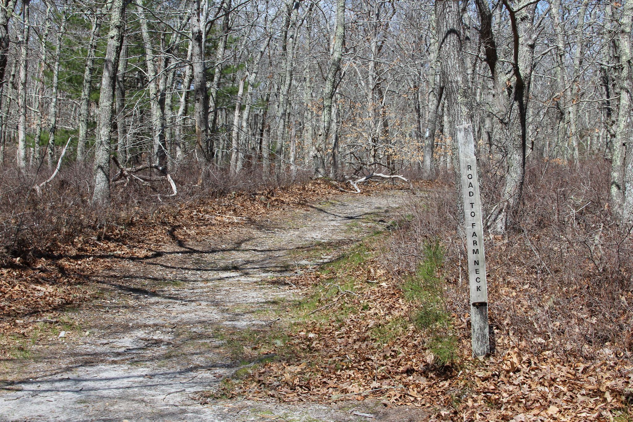 sandy, woods trail