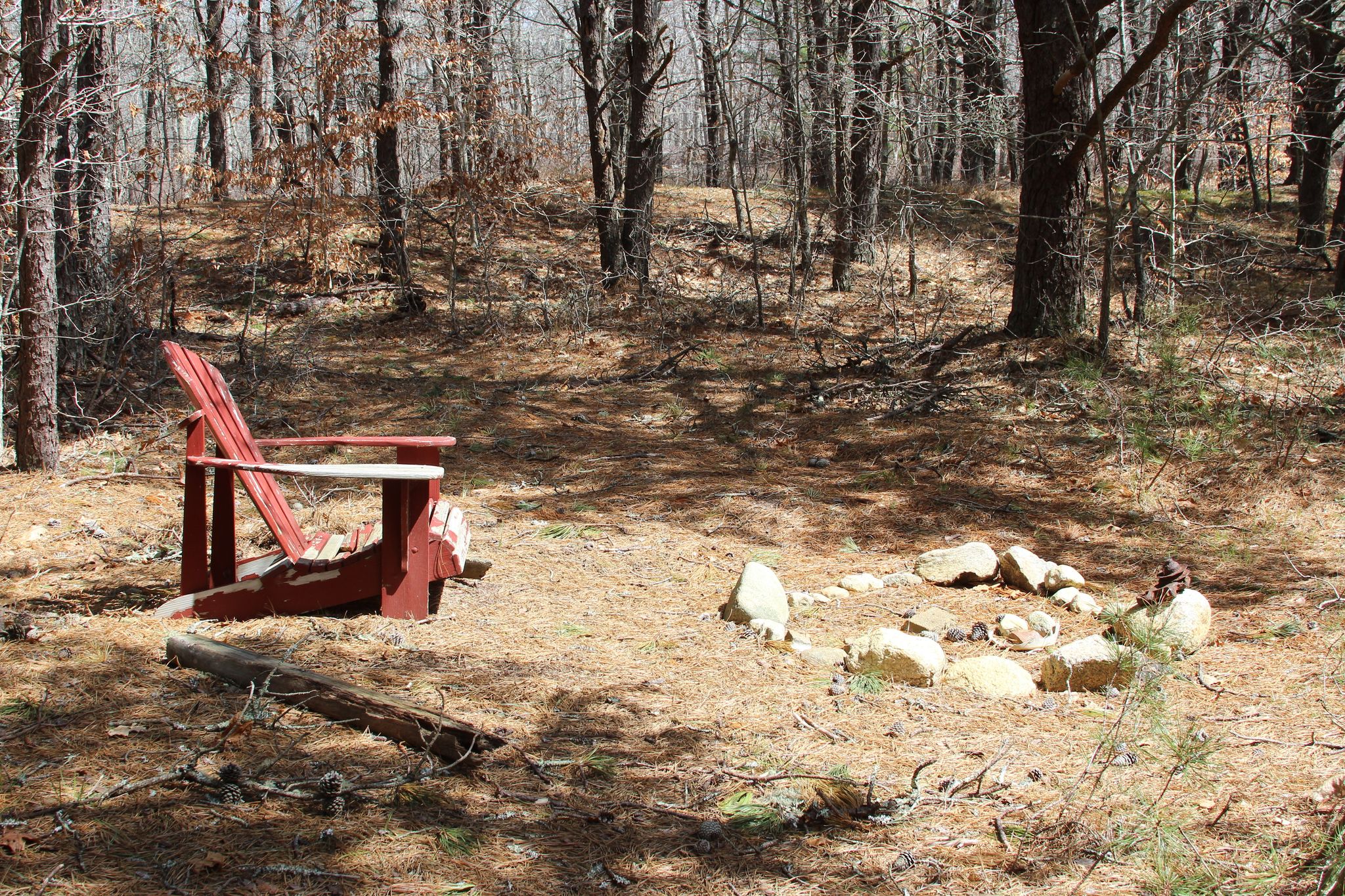 chair in woods