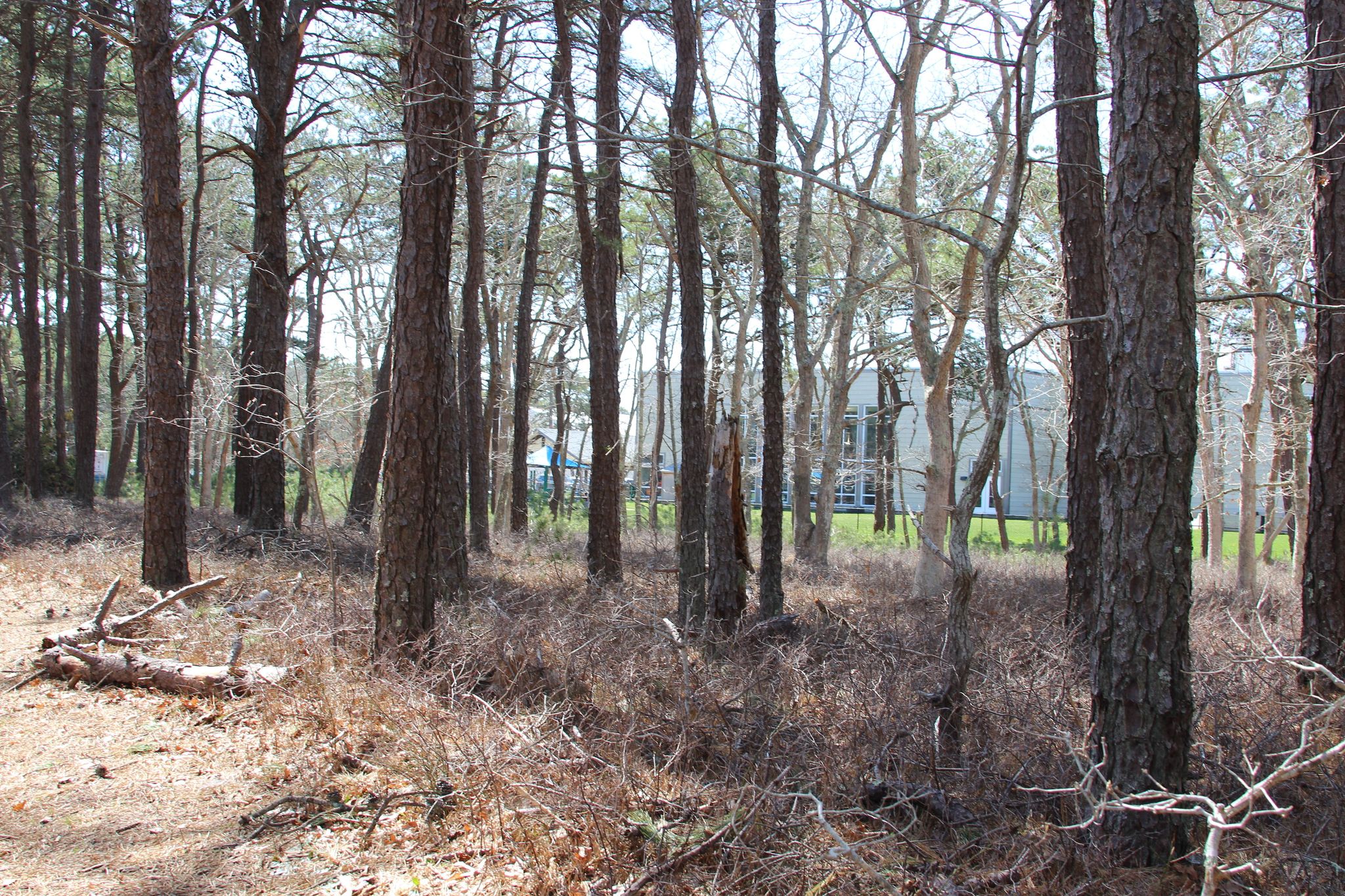 behind the Y, at intersection with Southern Woods trail #4