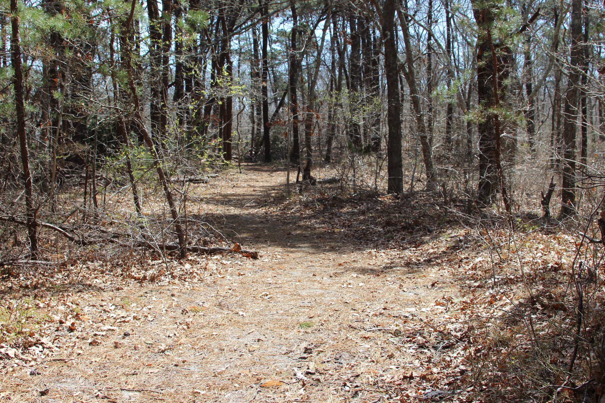 woods path