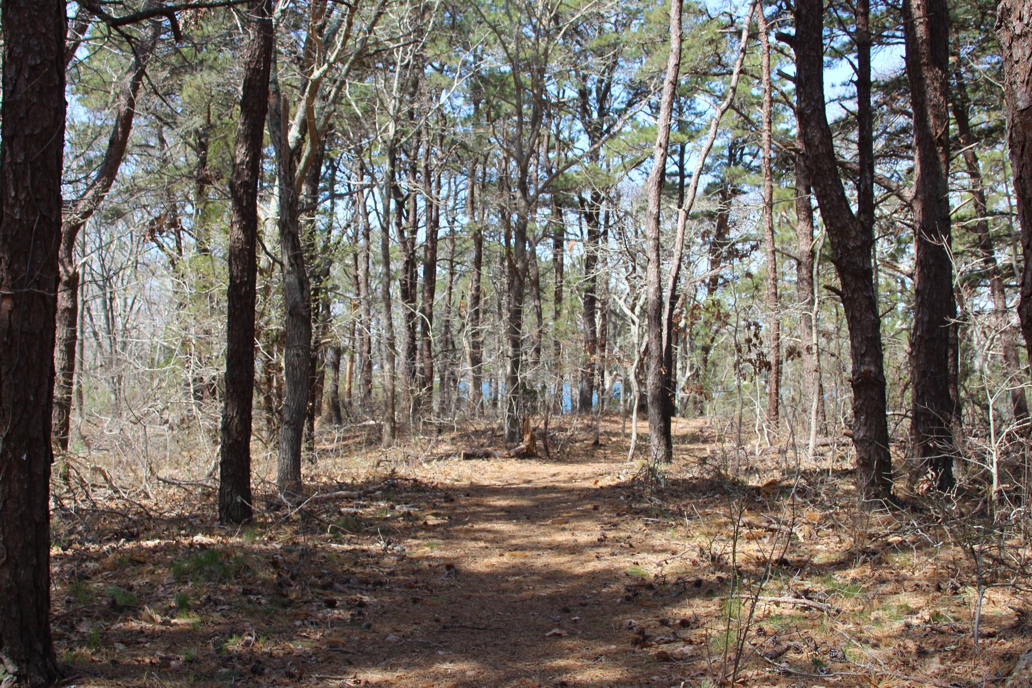 woods path