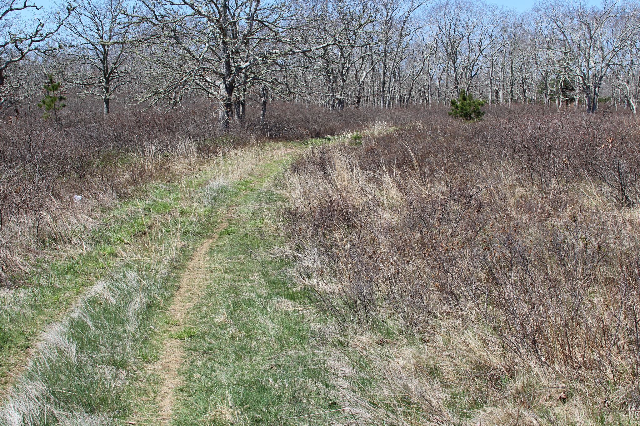 grassy path