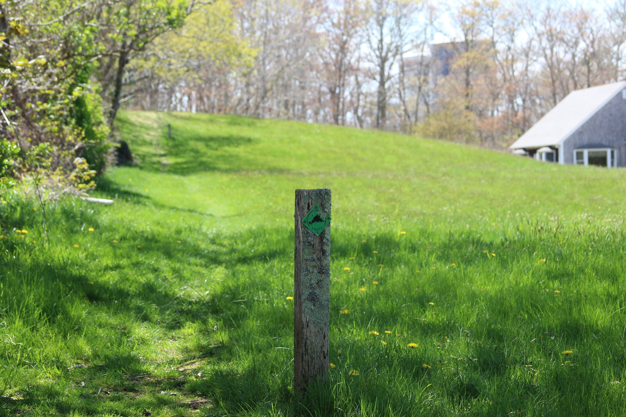 grassy trail