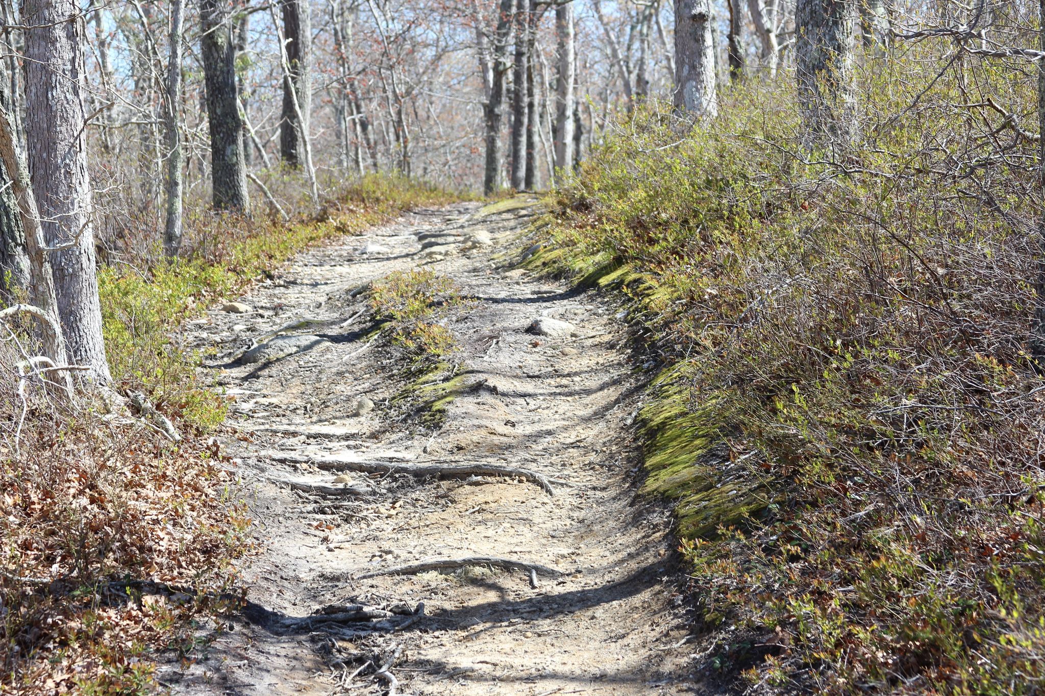 roots along trail