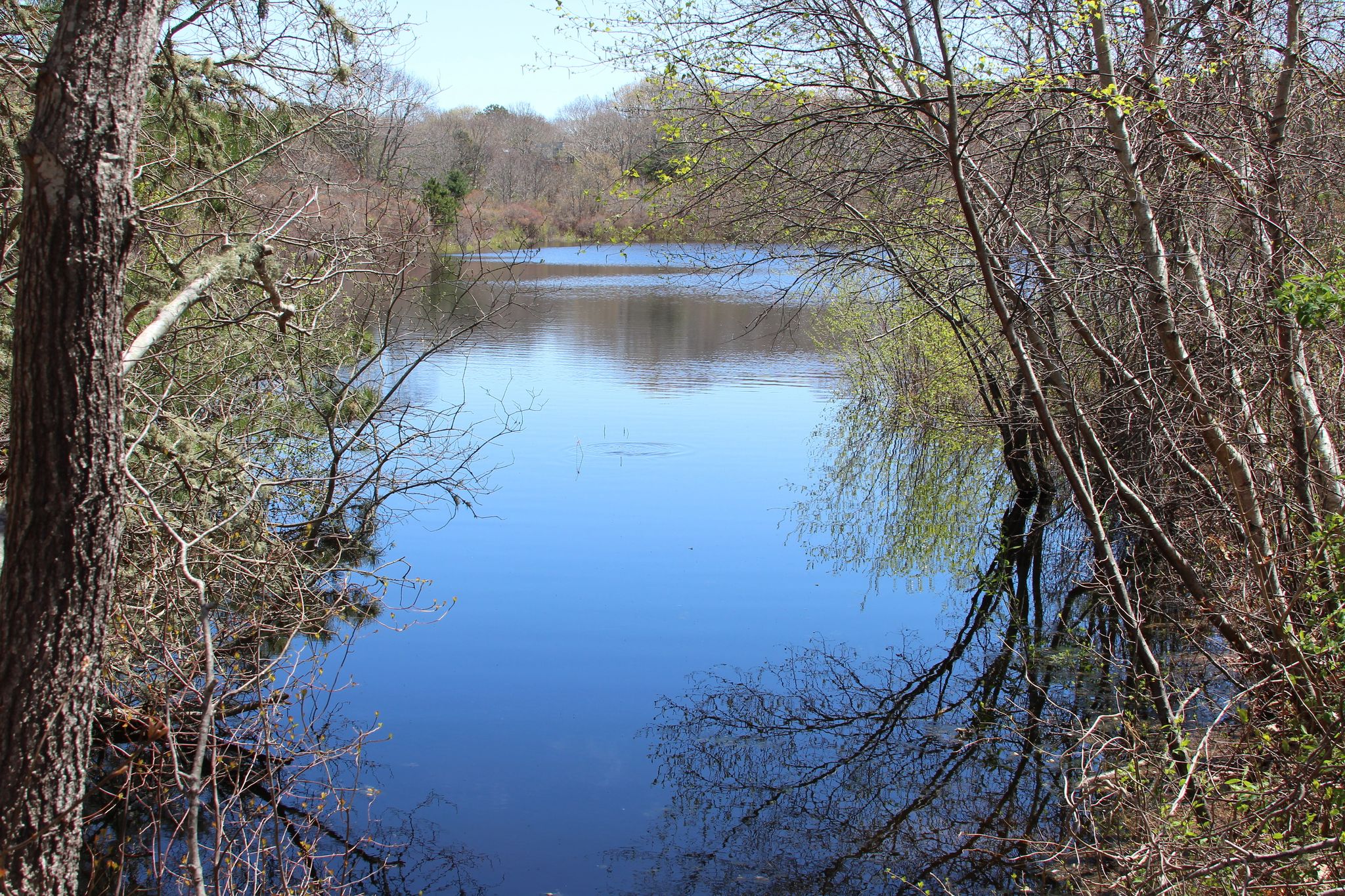 view of the end of Little Duarte's Pond