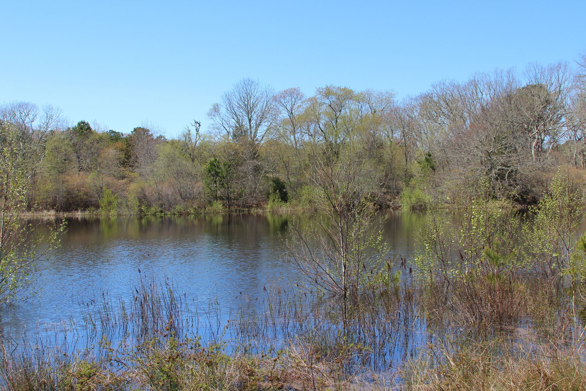 spring view of pond