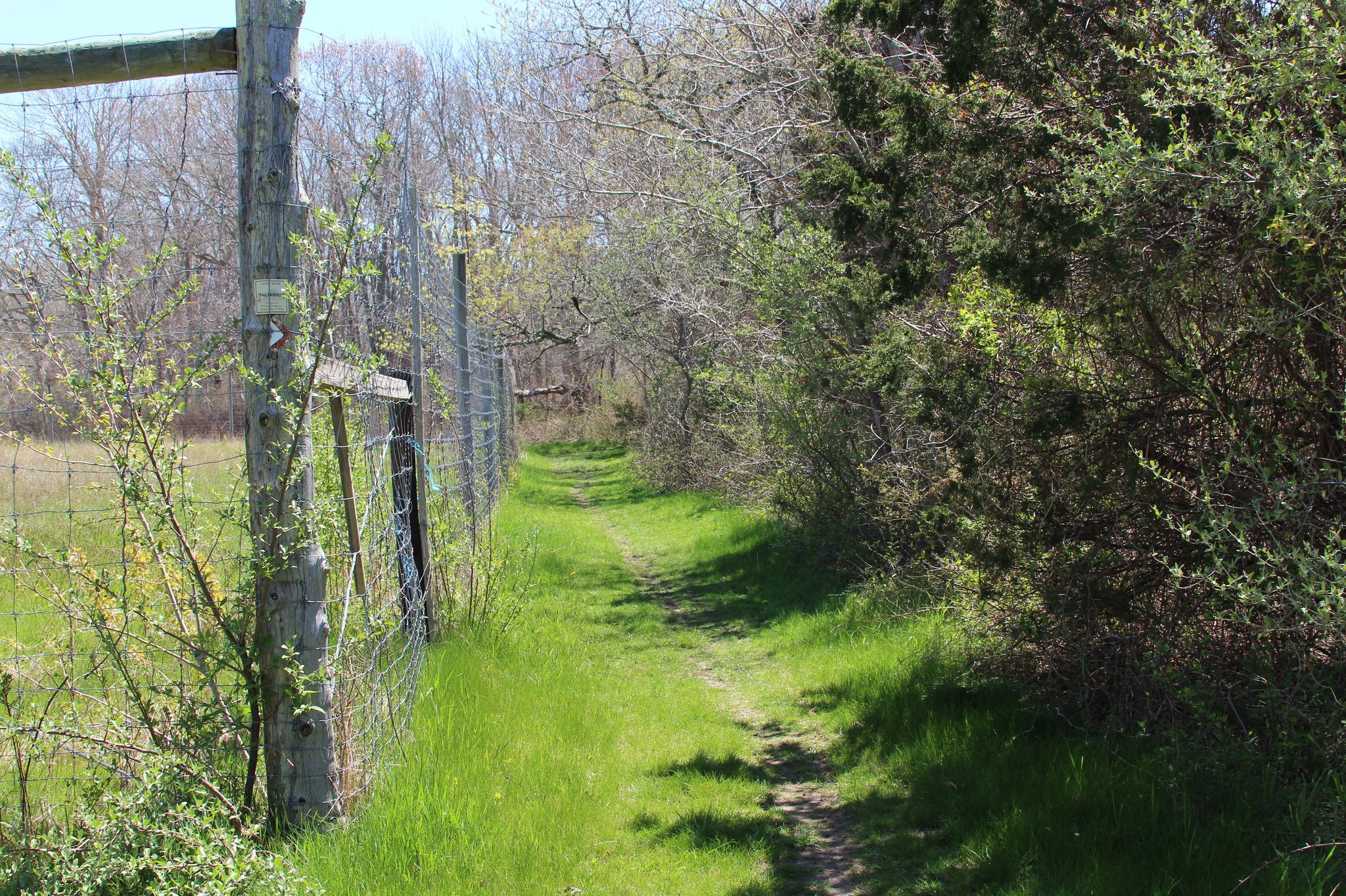 grassy trail