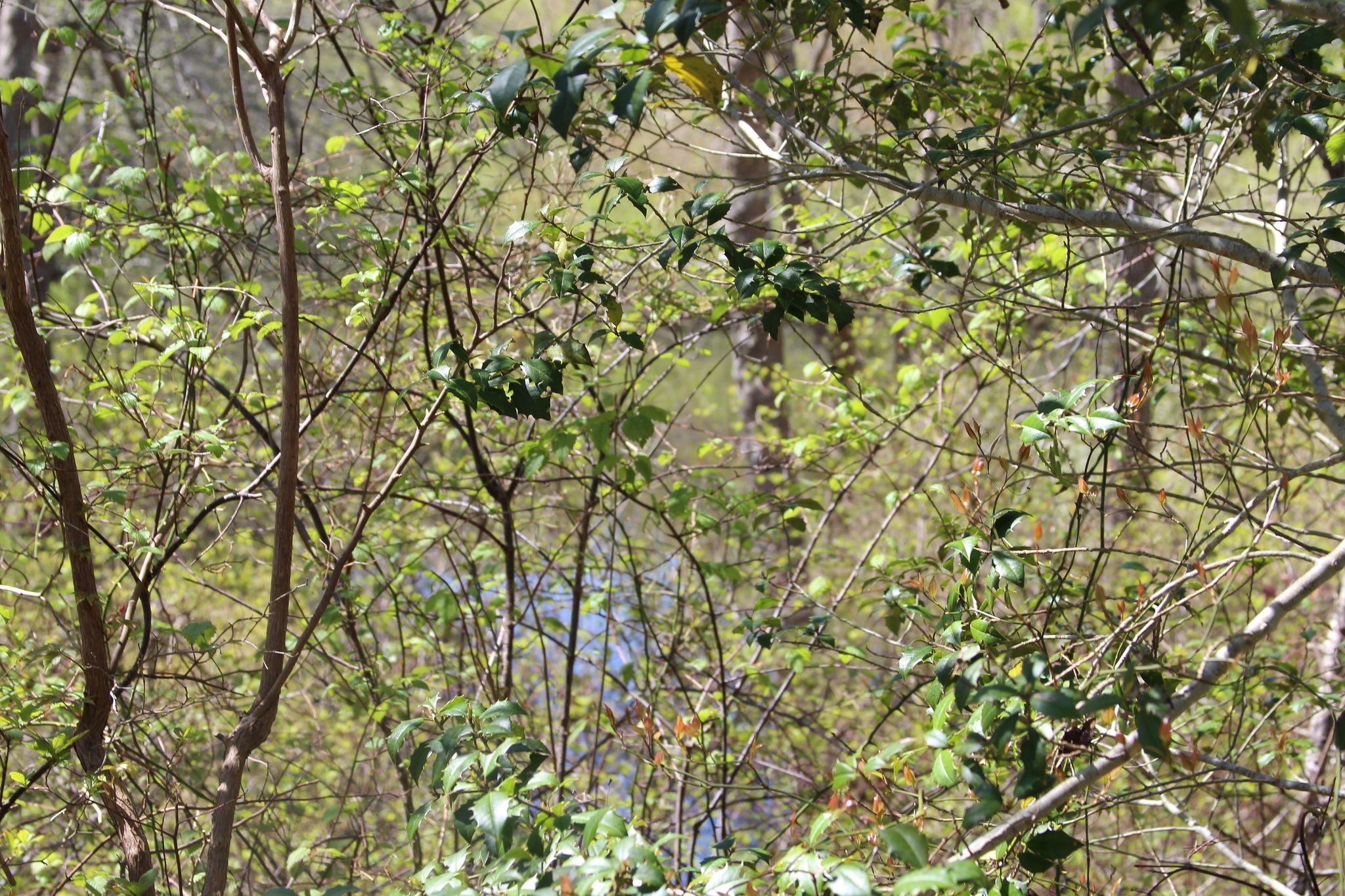 glimpse of small pond