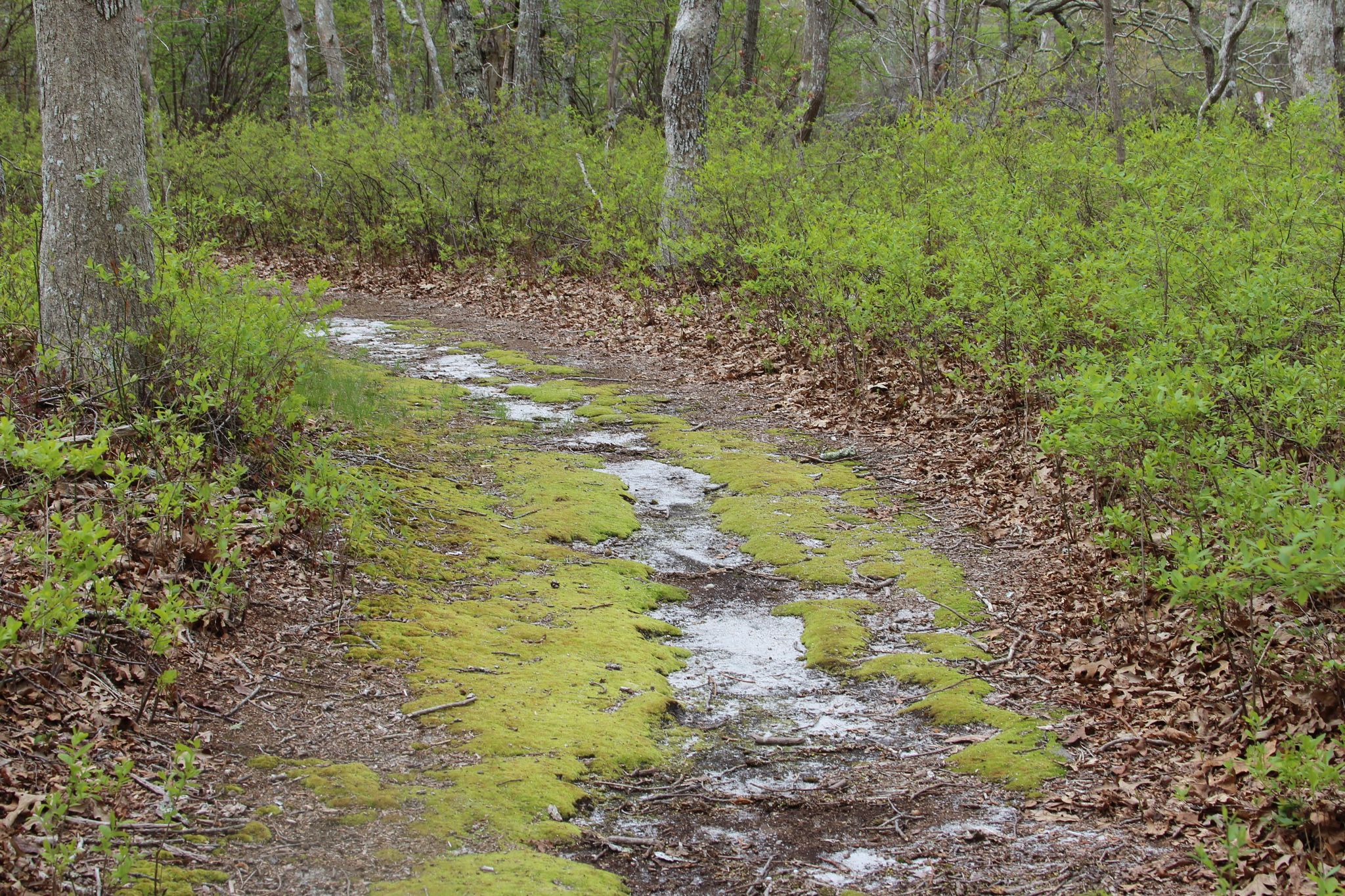 mossy trail