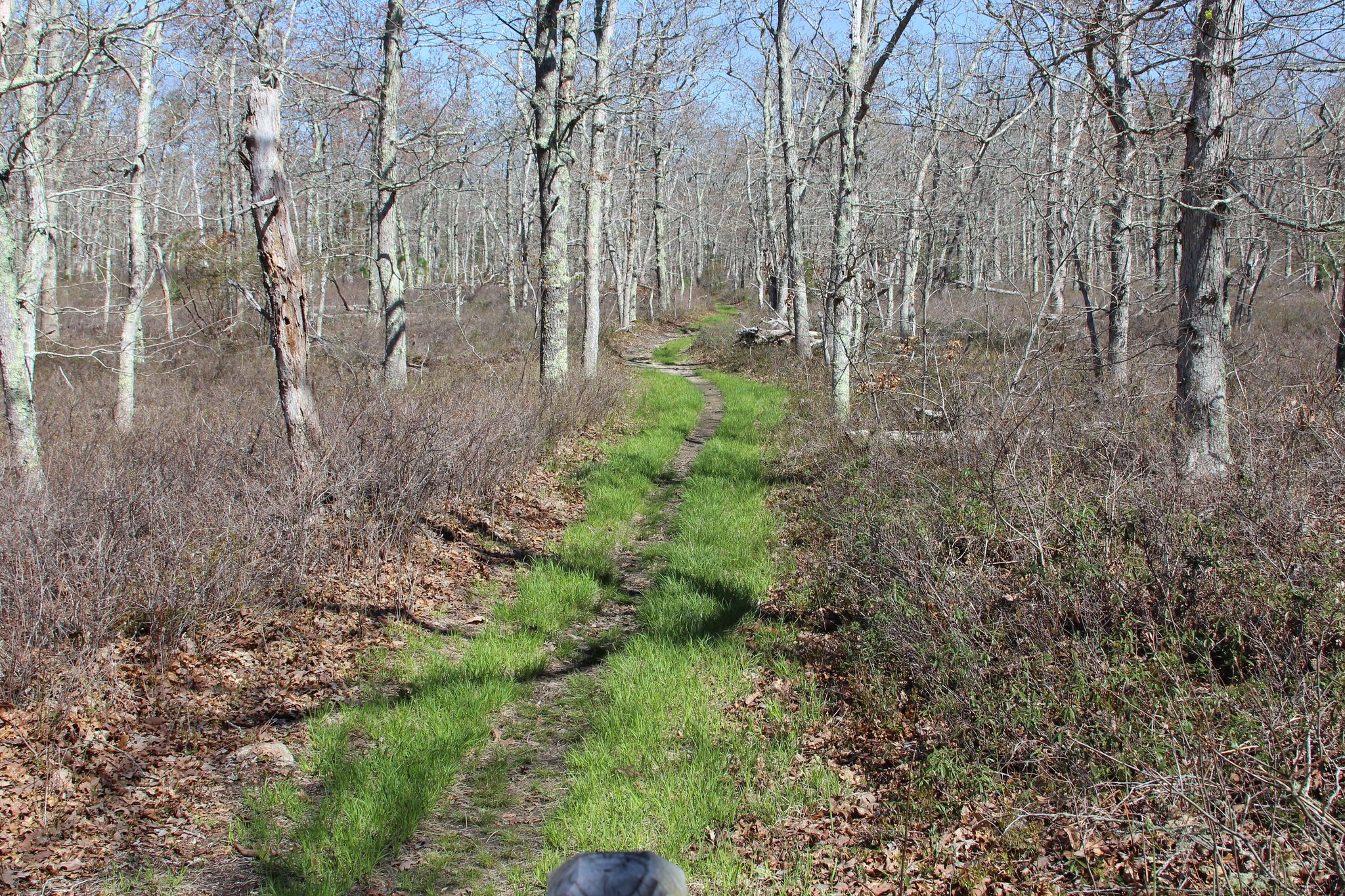 grassy path