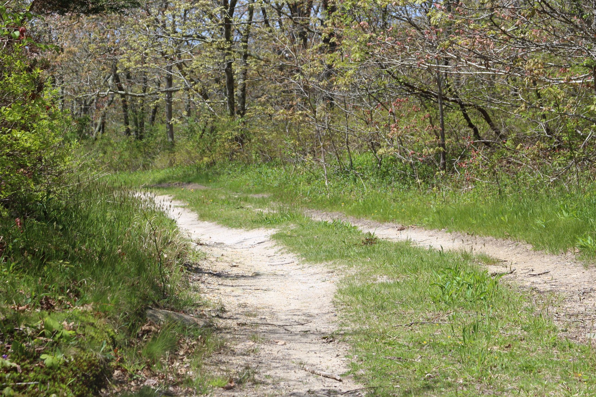 grassy trail