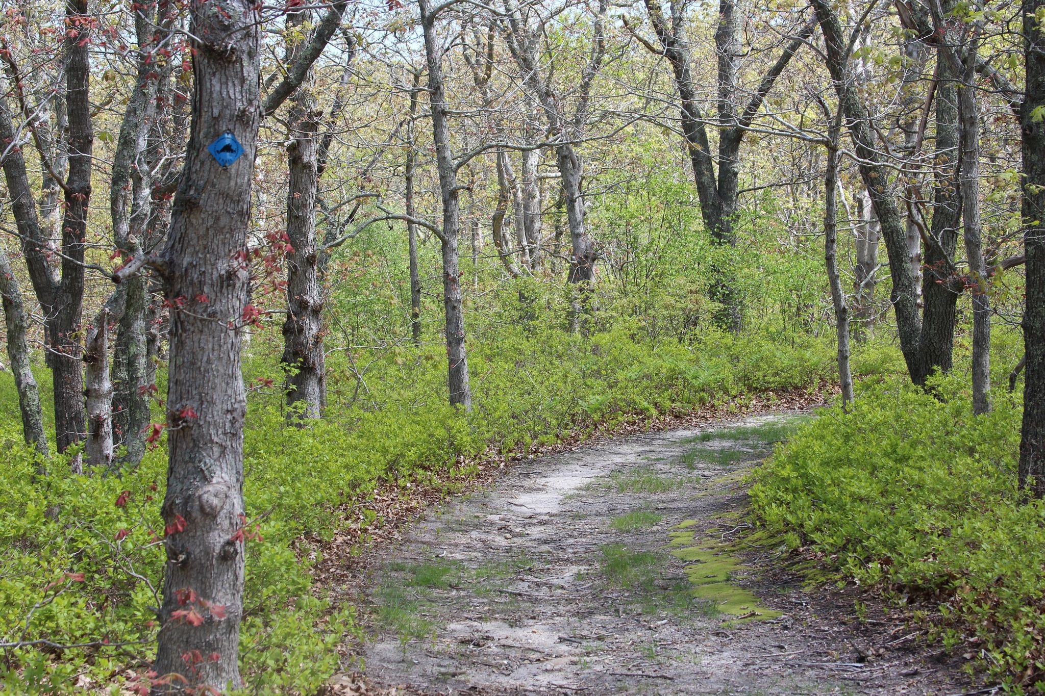 sandy woods trail