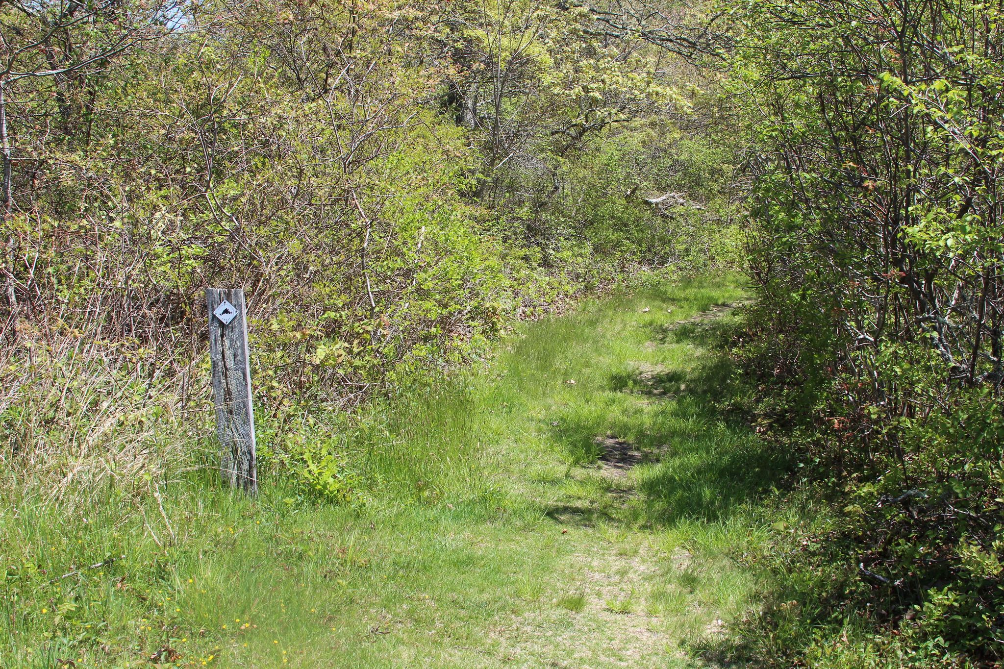 grassy trail