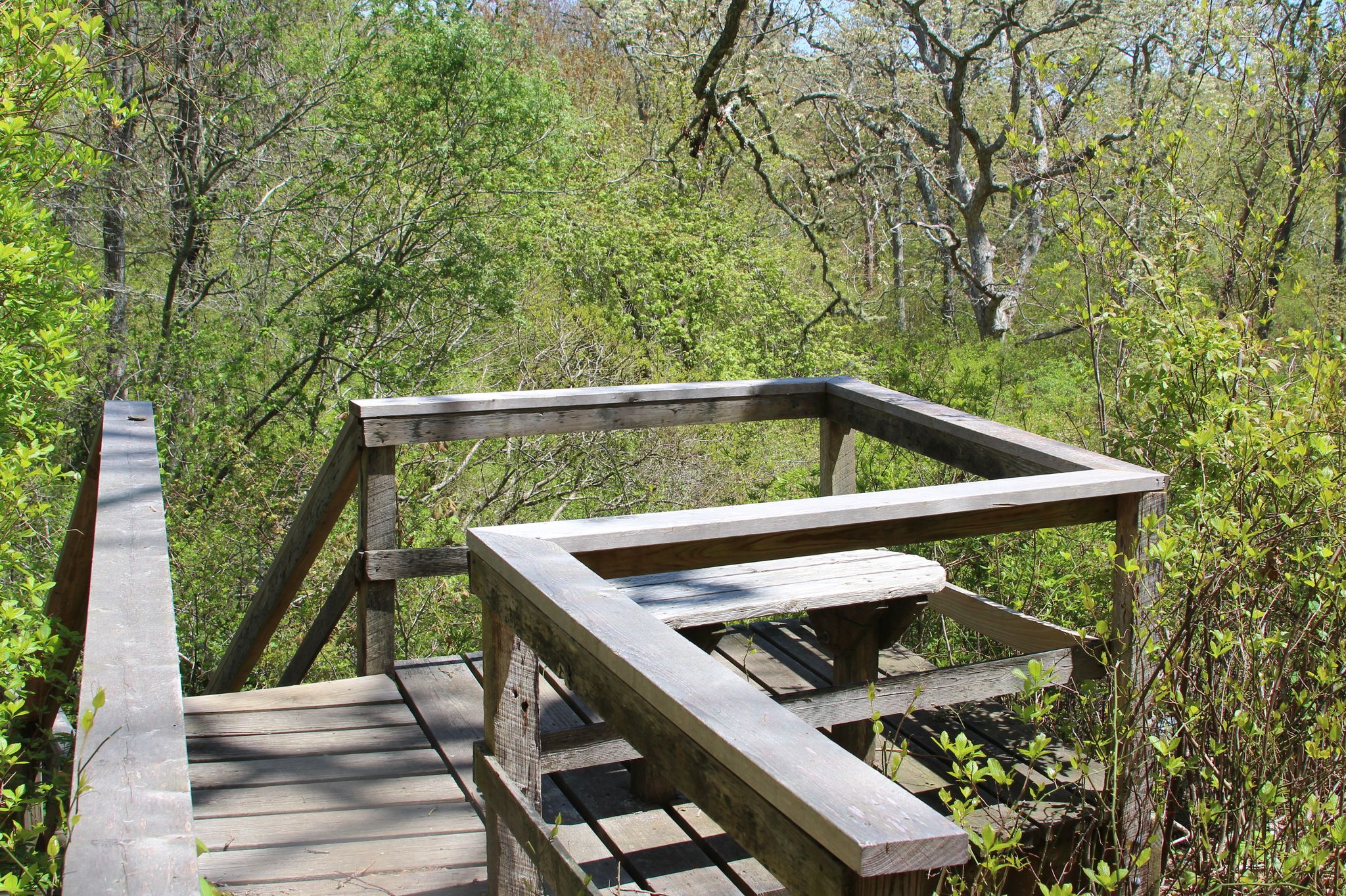 boardwalk and bench