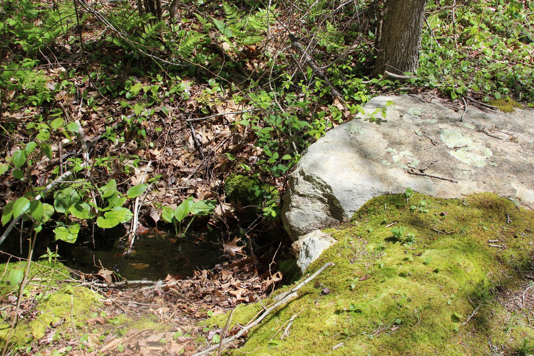 brook underneath trail