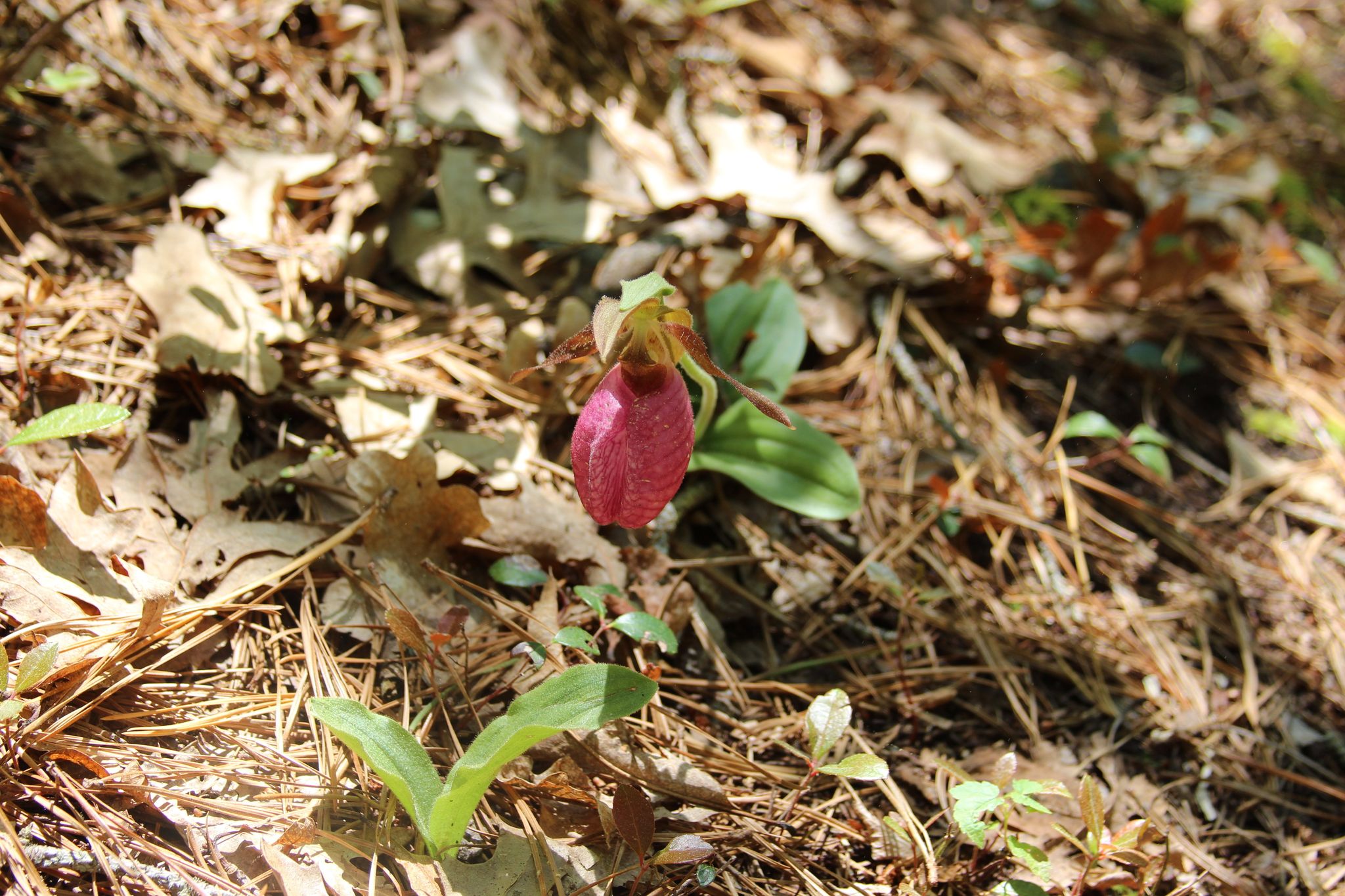 lady slipper