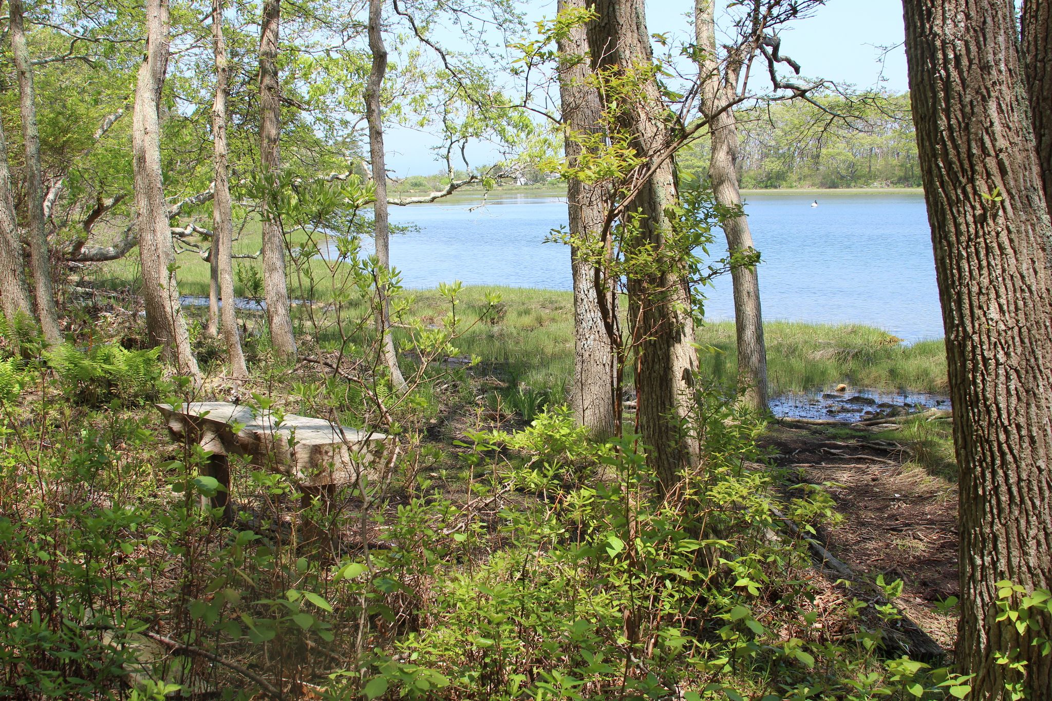 bench at pond