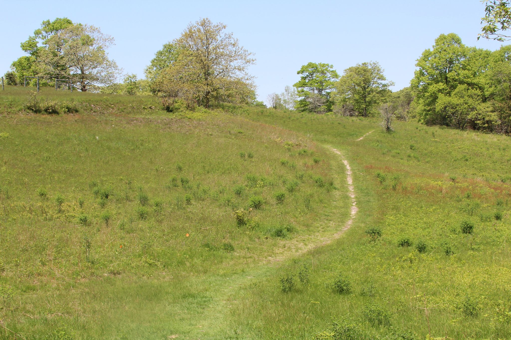 looking up the meadow, near Trail No 3