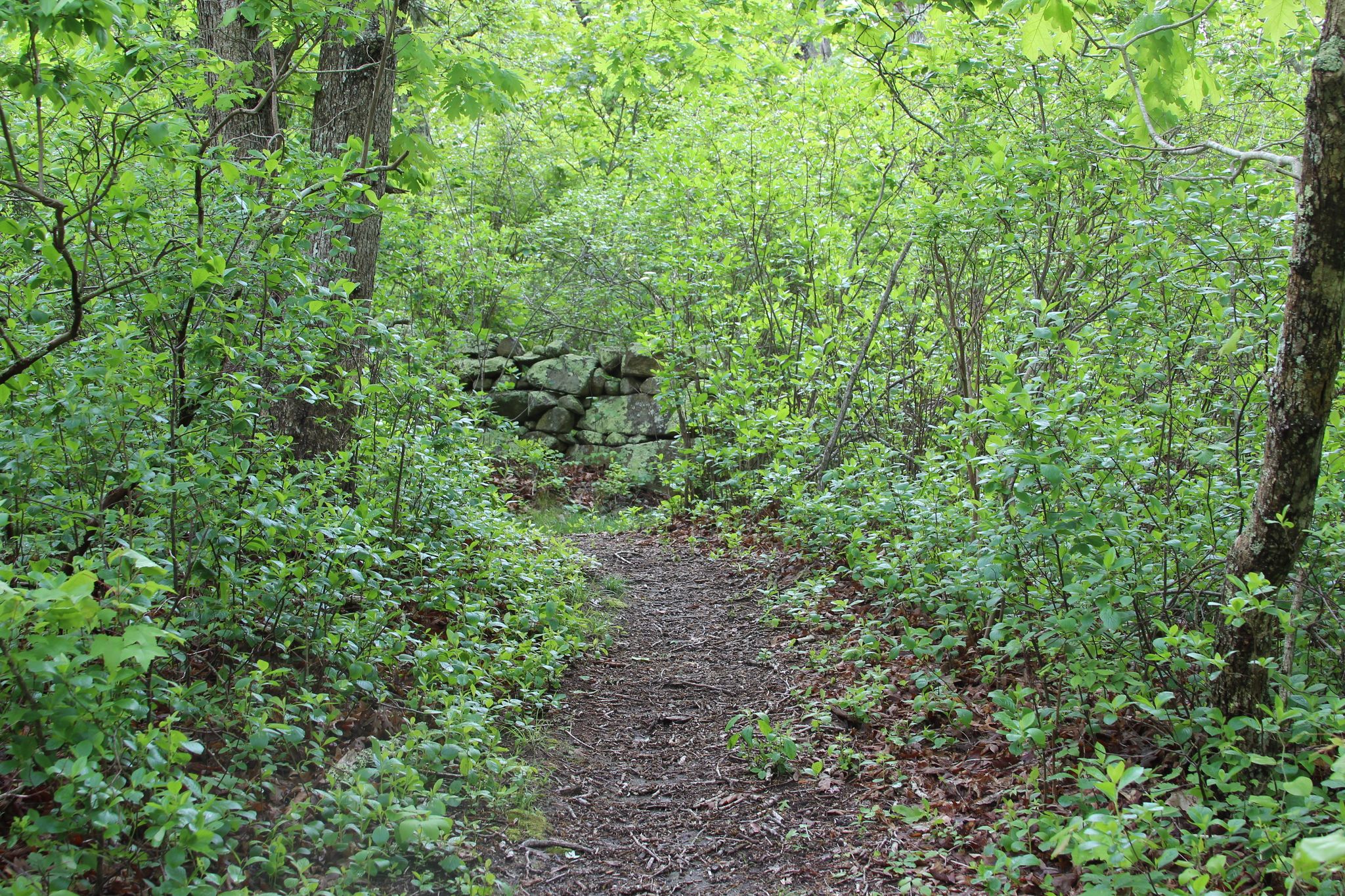 nearing River Trail