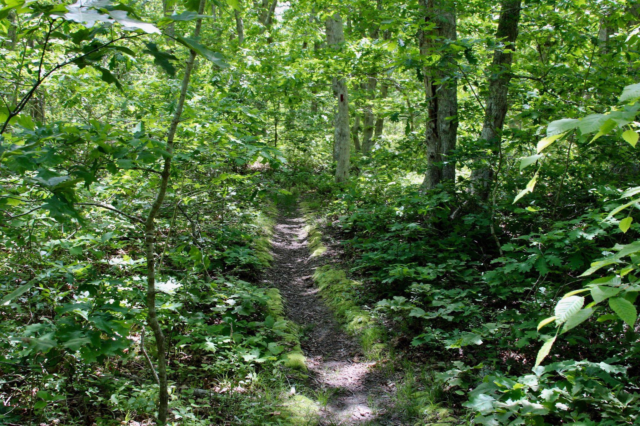 narrow woods trail