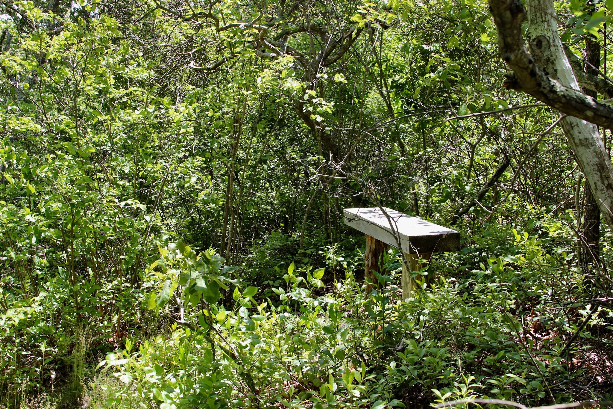 bench along yellow trail