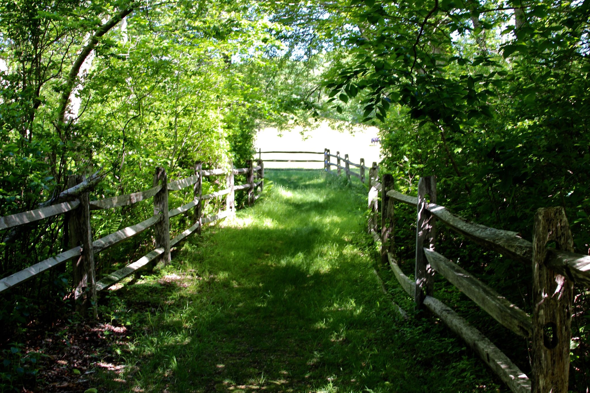 grassy trail to Middle Road