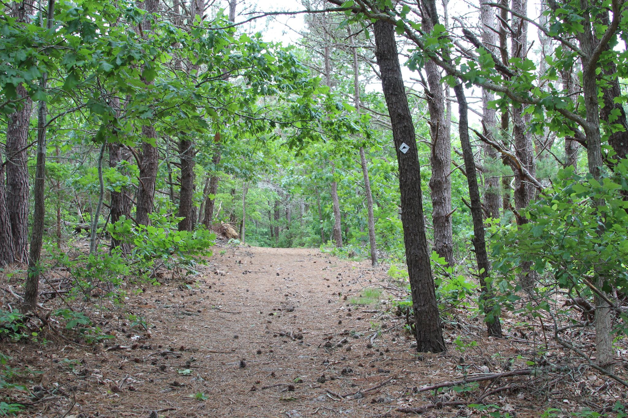 pine-needled path