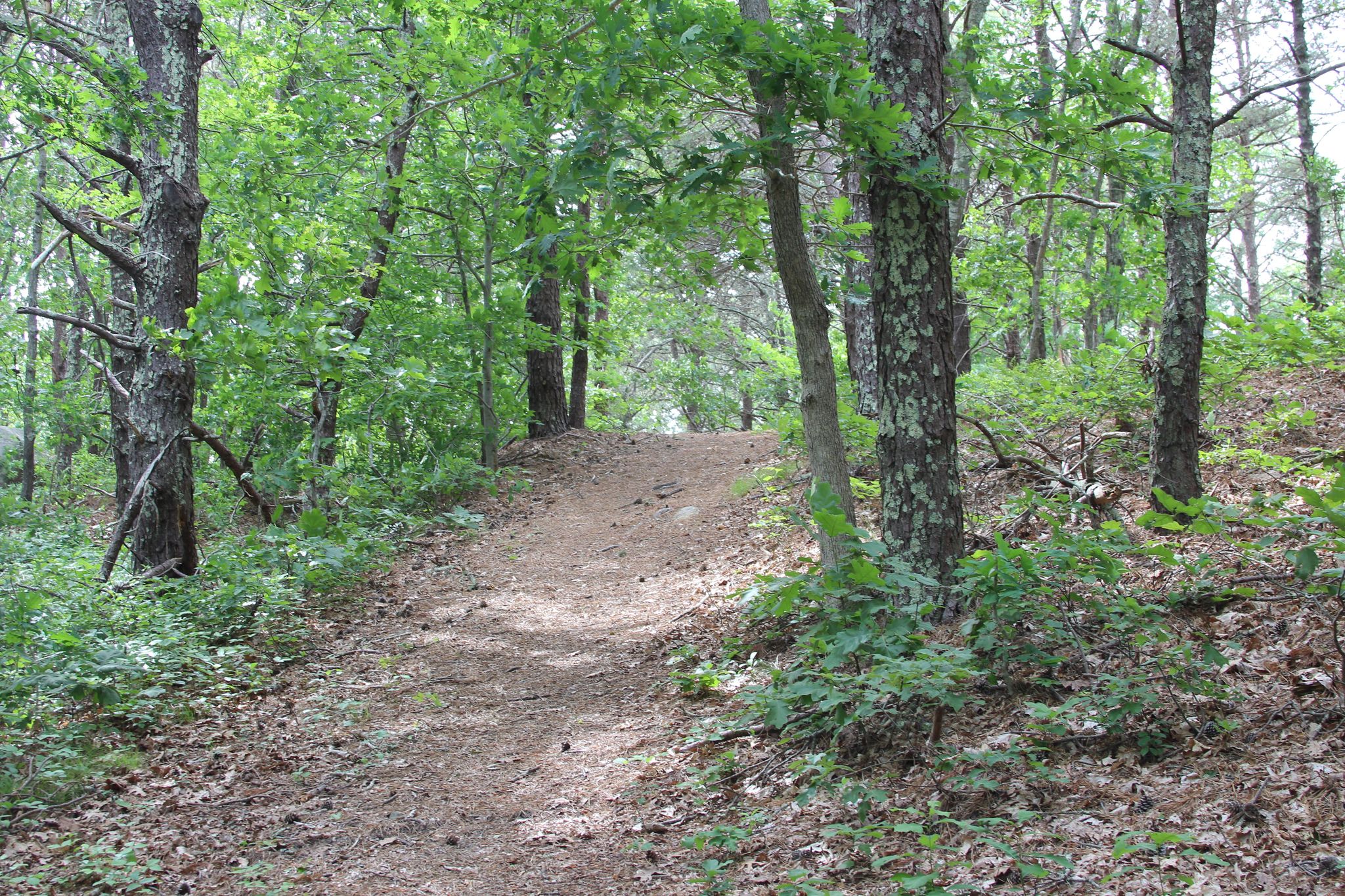 pine-needled path