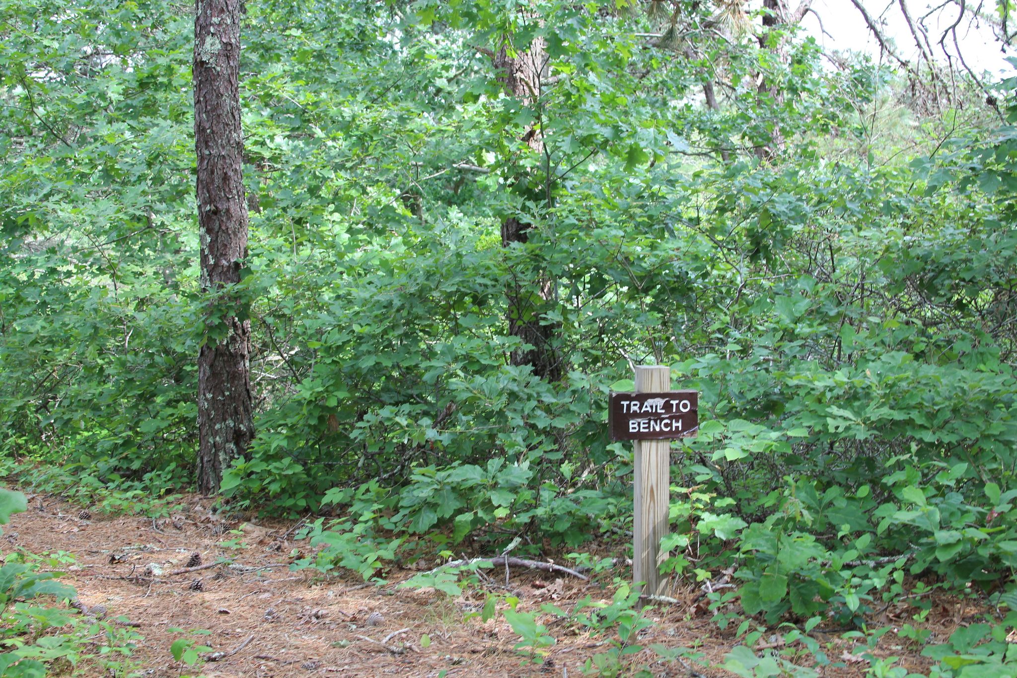 pine-needled path