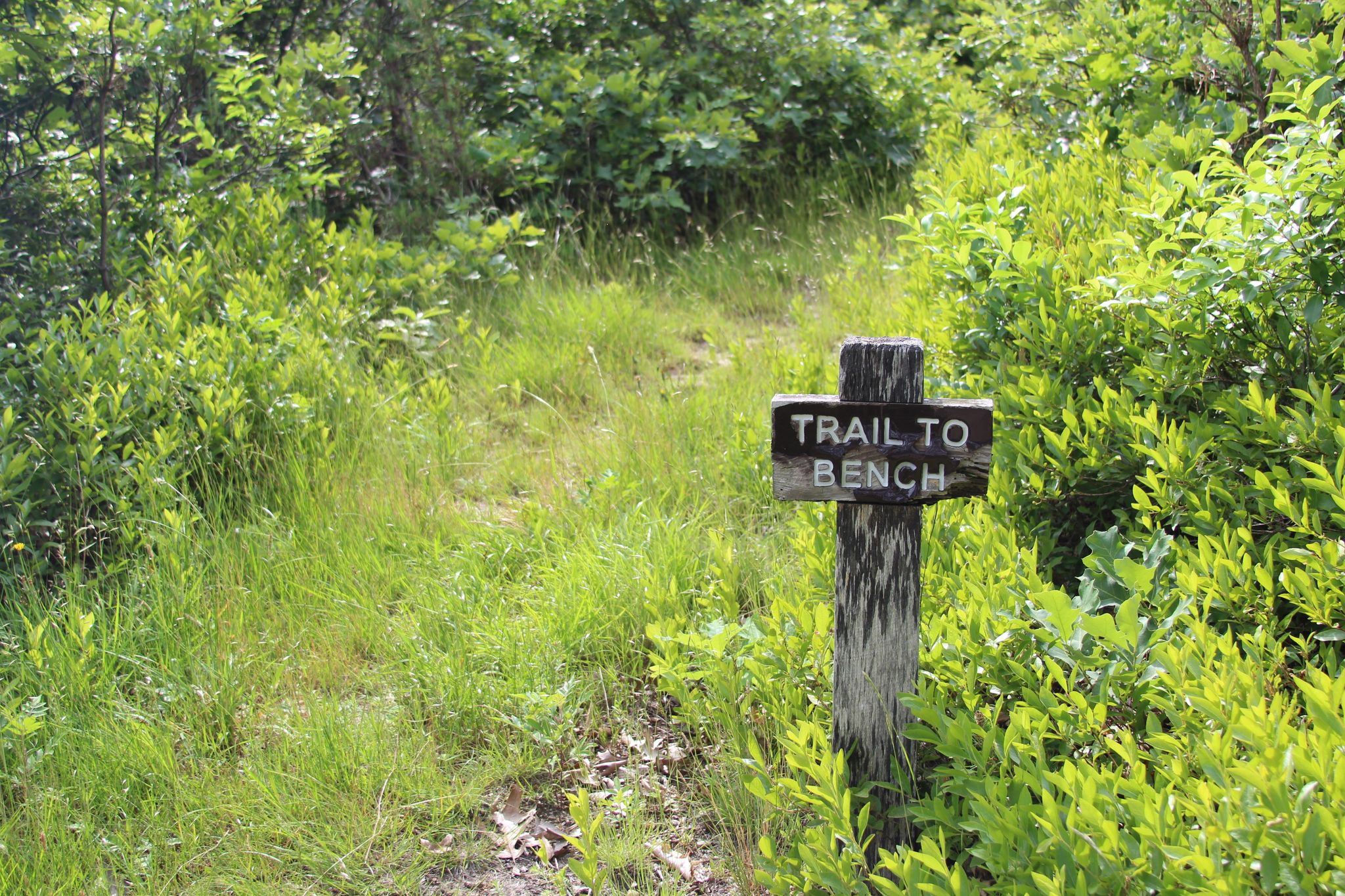 grassy trail