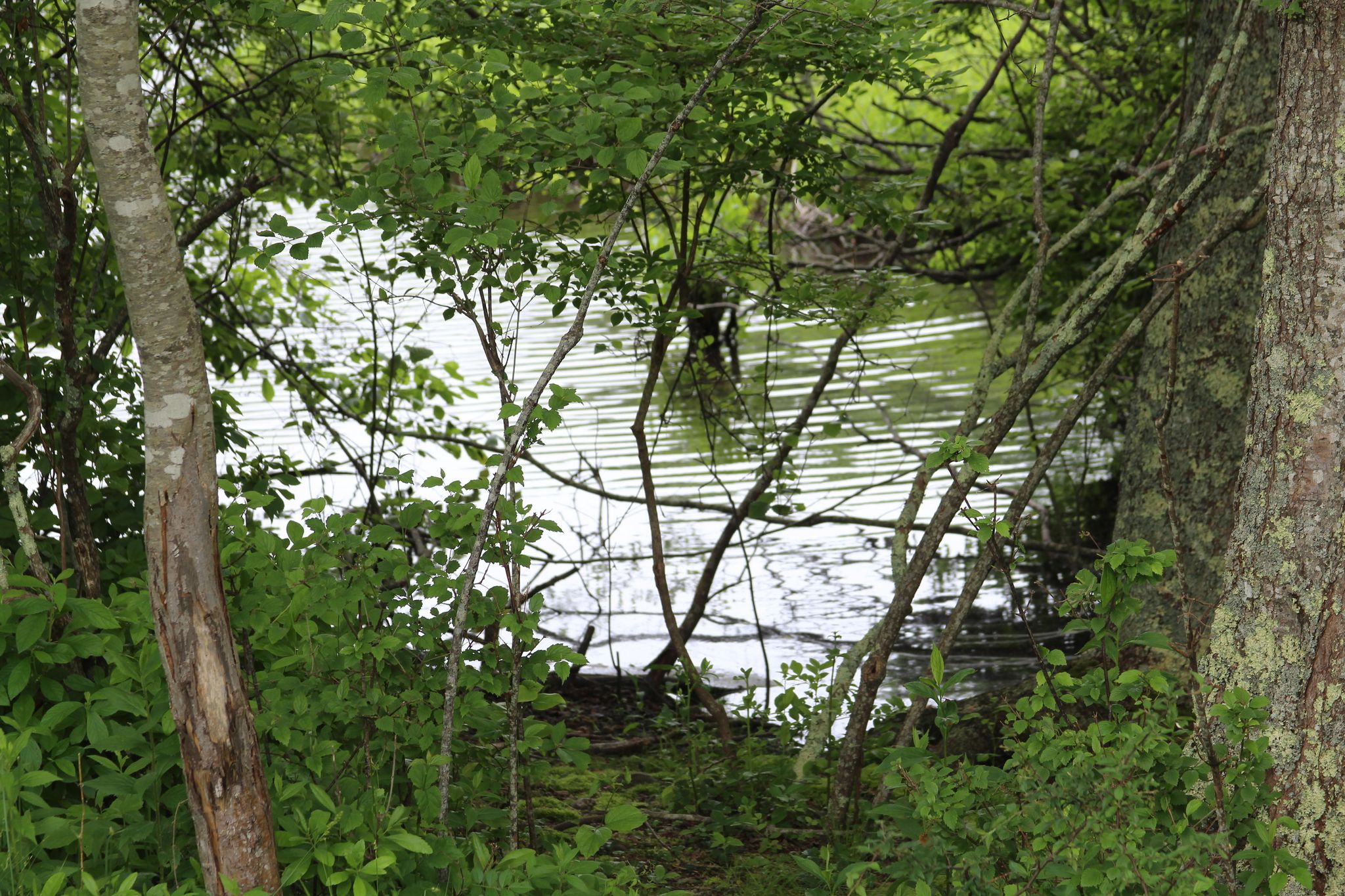 view through to pond