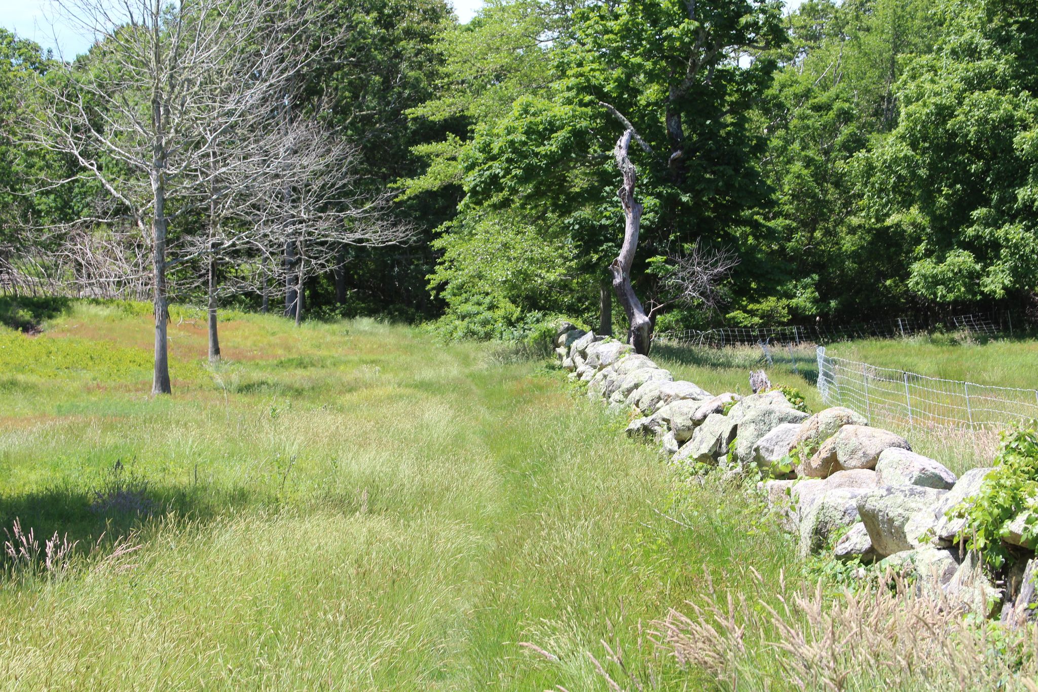 grassy trail