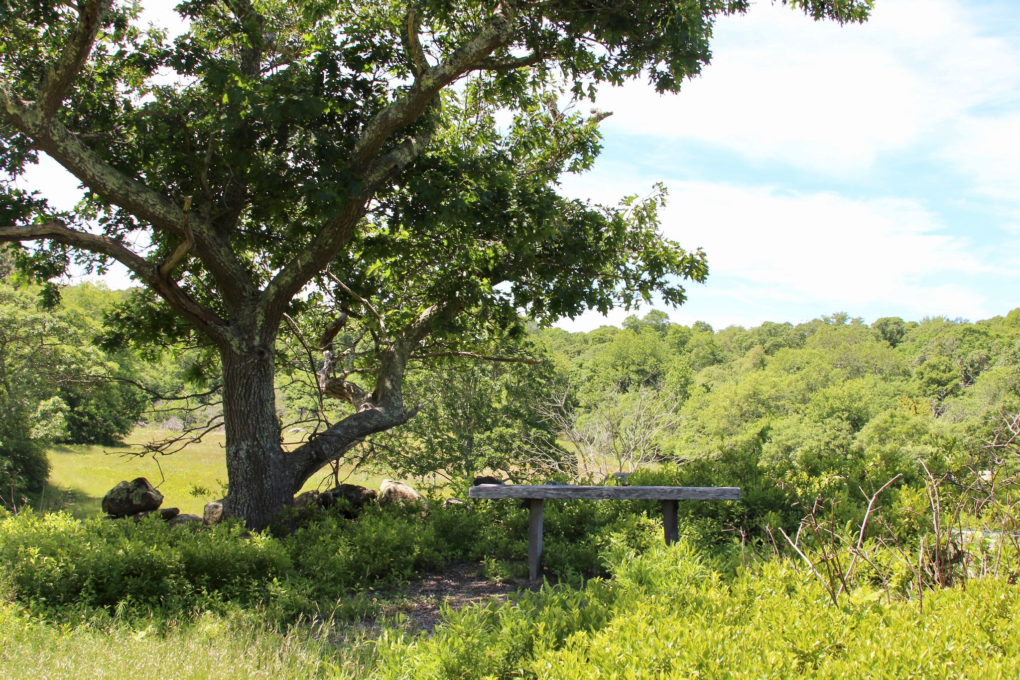 wooden bench by tree