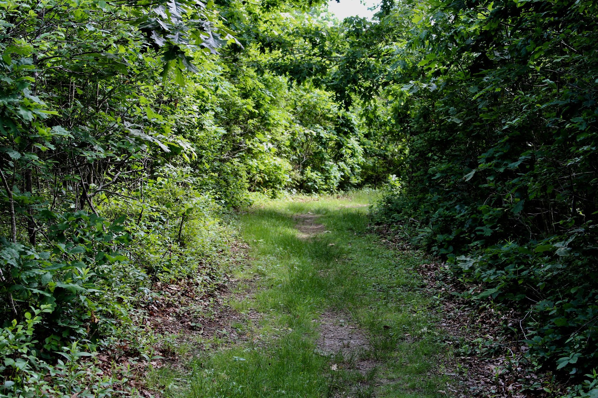 grassy trail